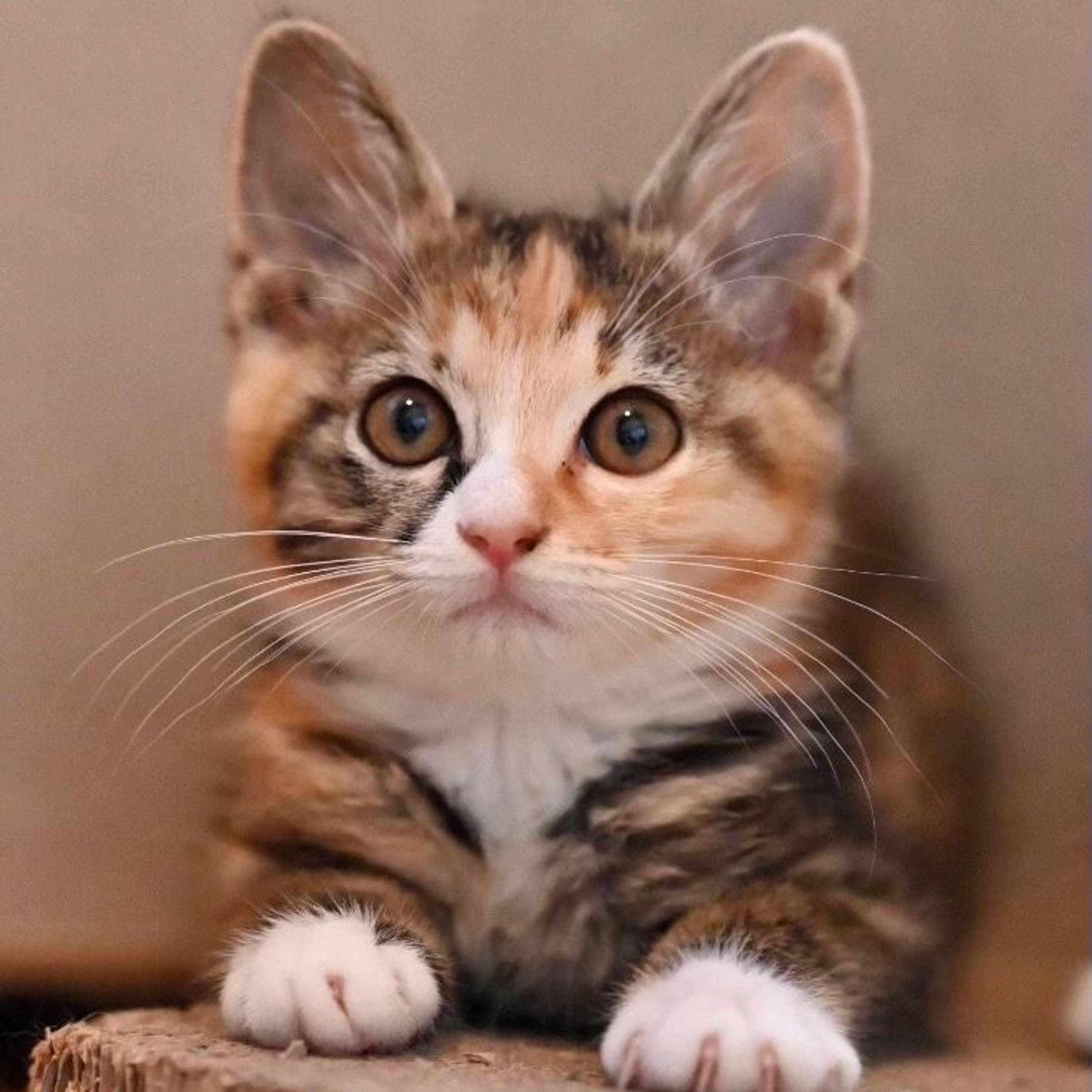 pet-image-4