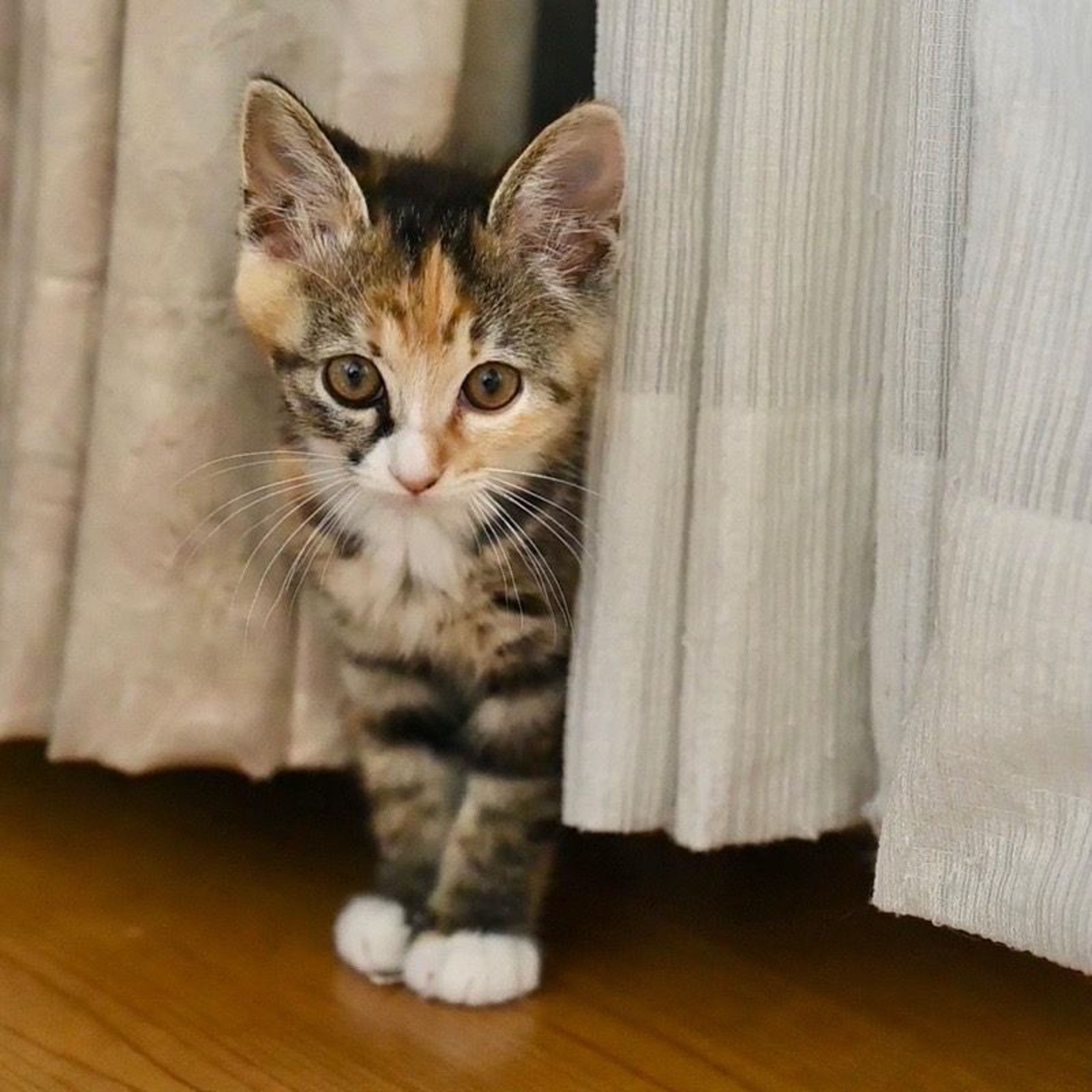 pet-image-5