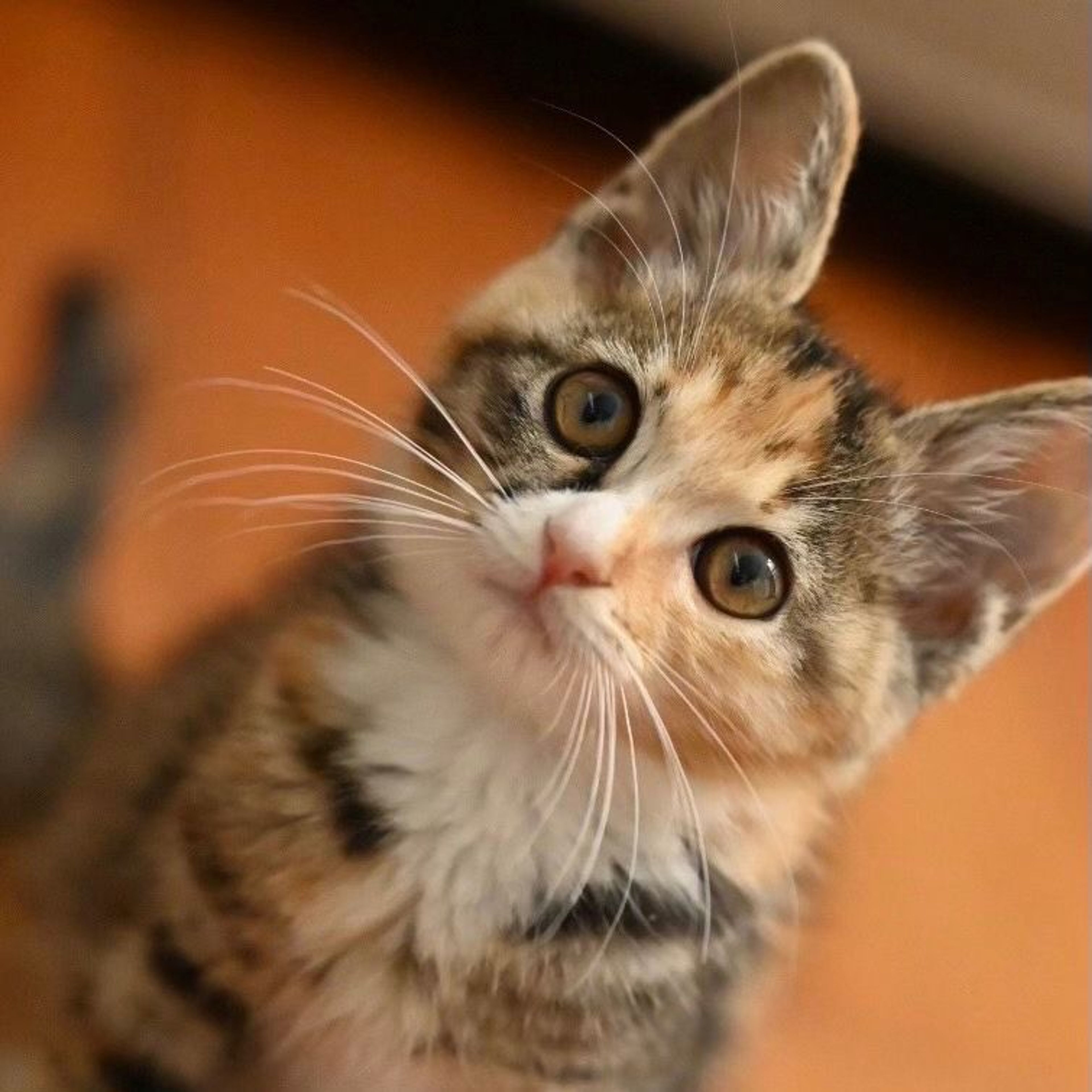 pet-image-6