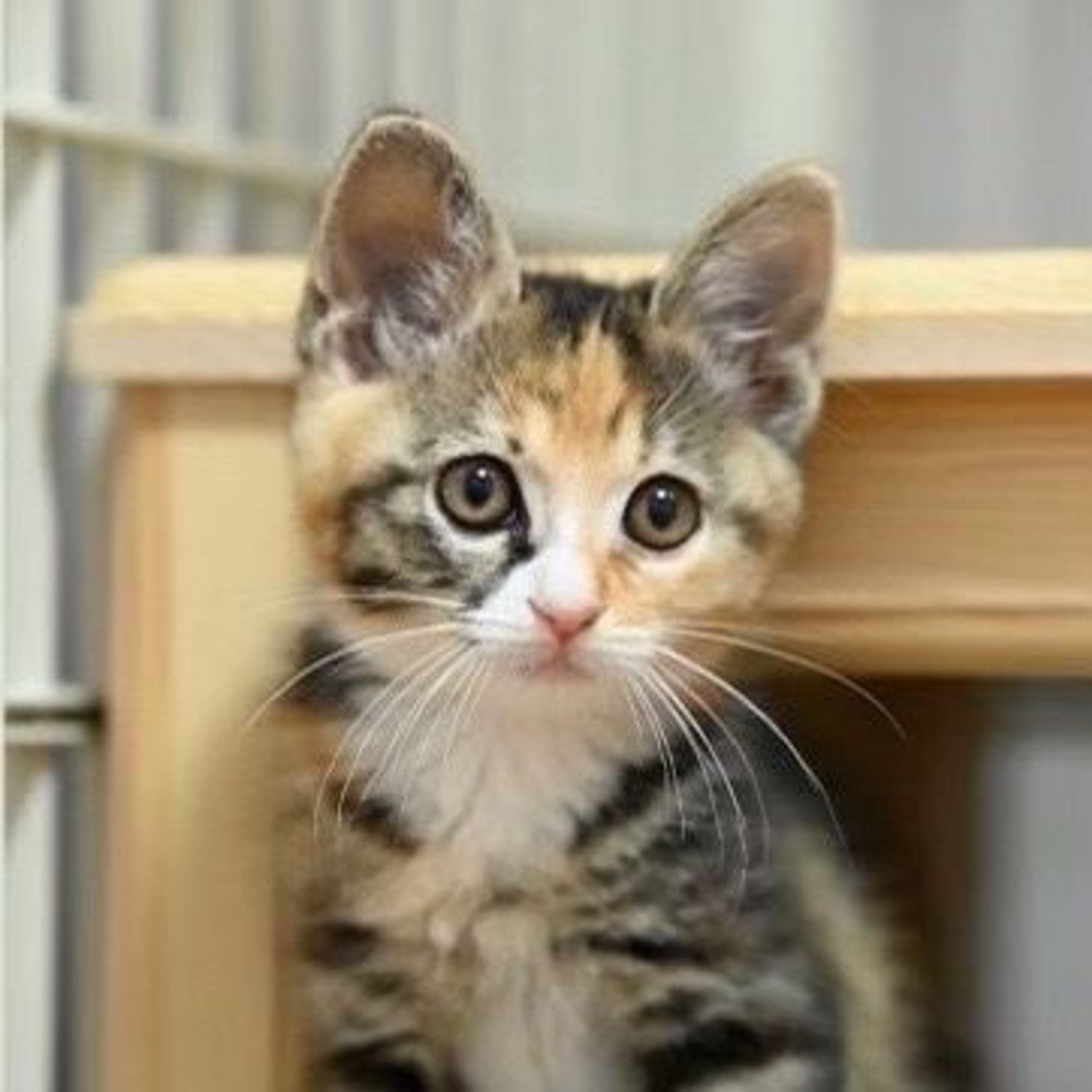 pet-image-7