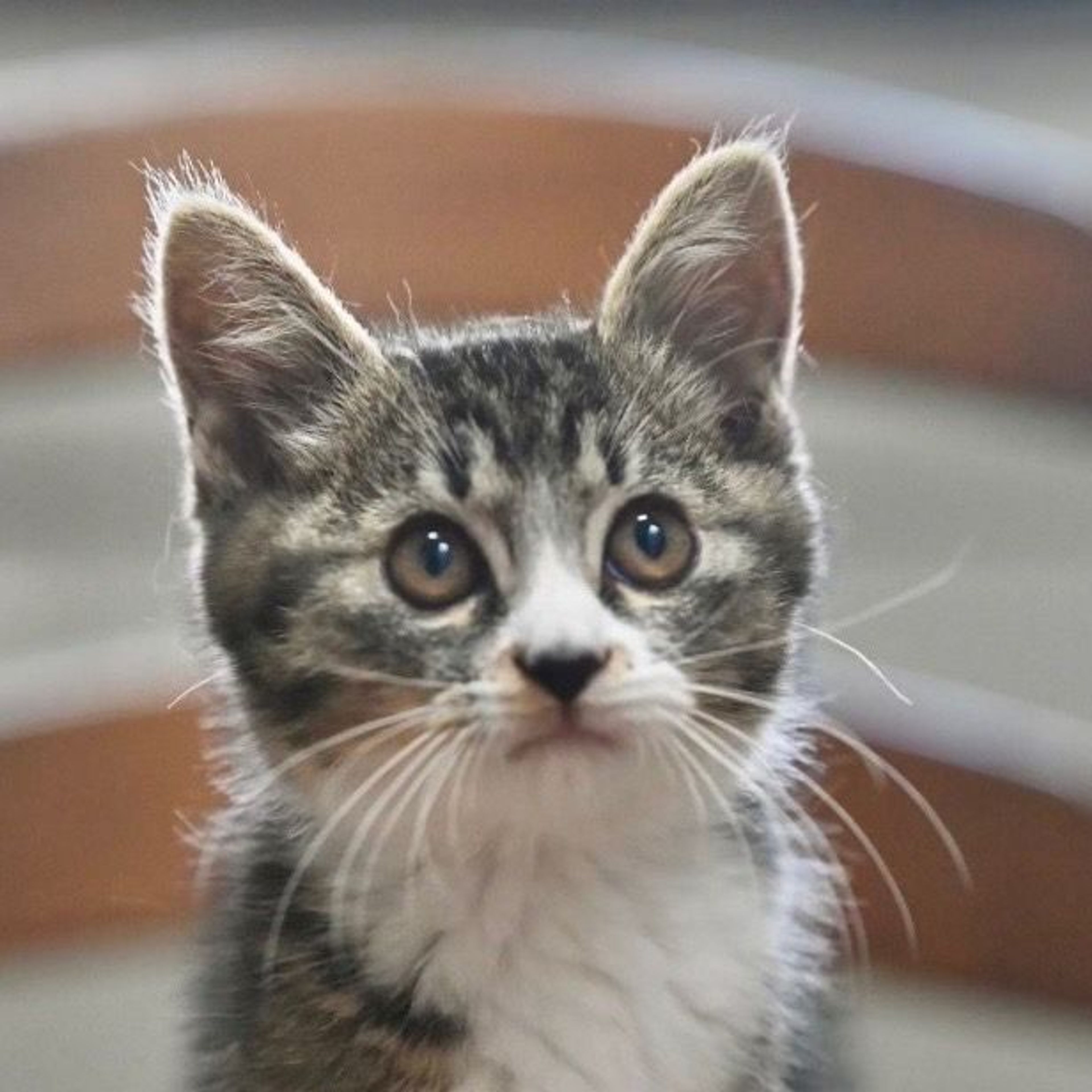 雑種（ミックス猫）・オスの里親募集の写真