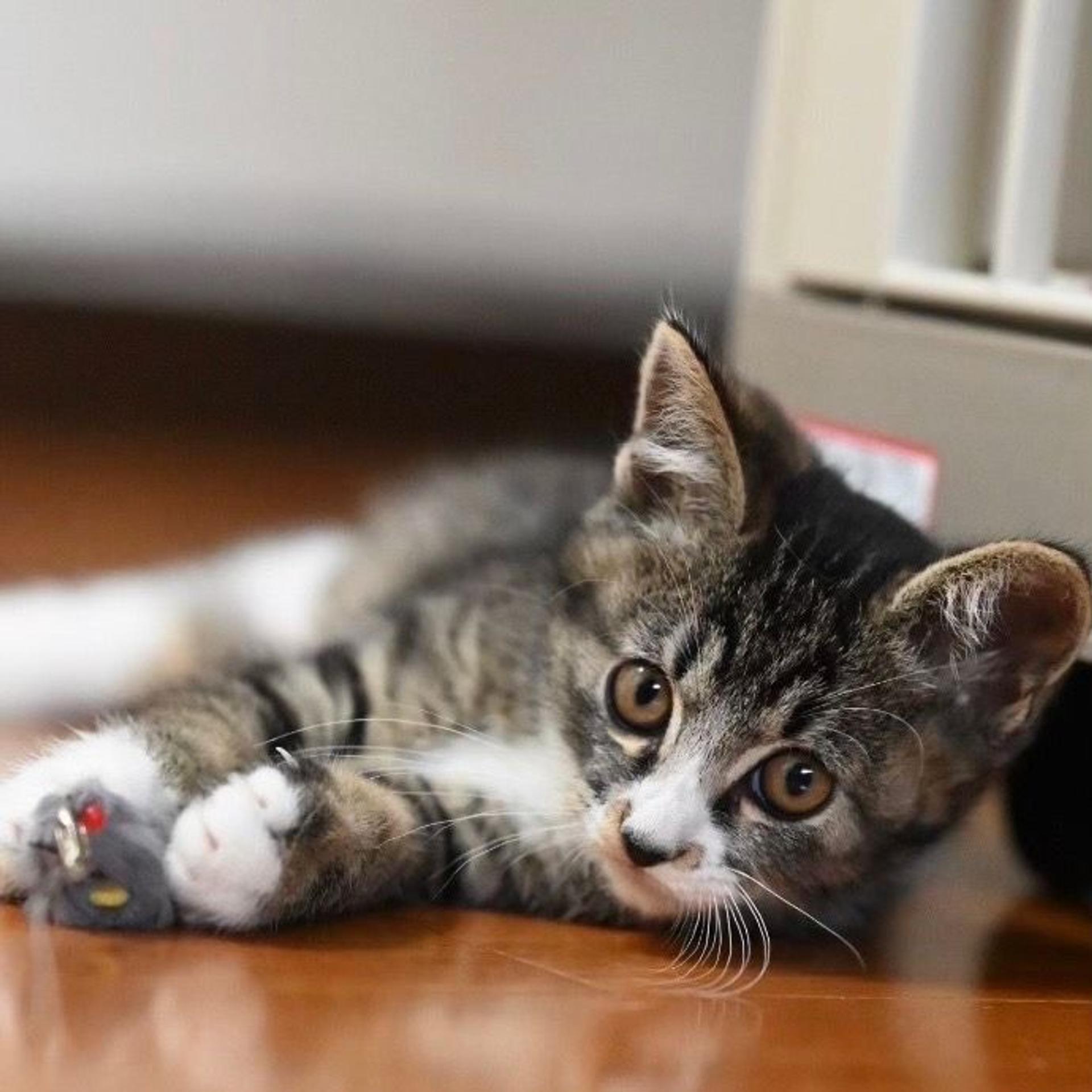 pet-image-4