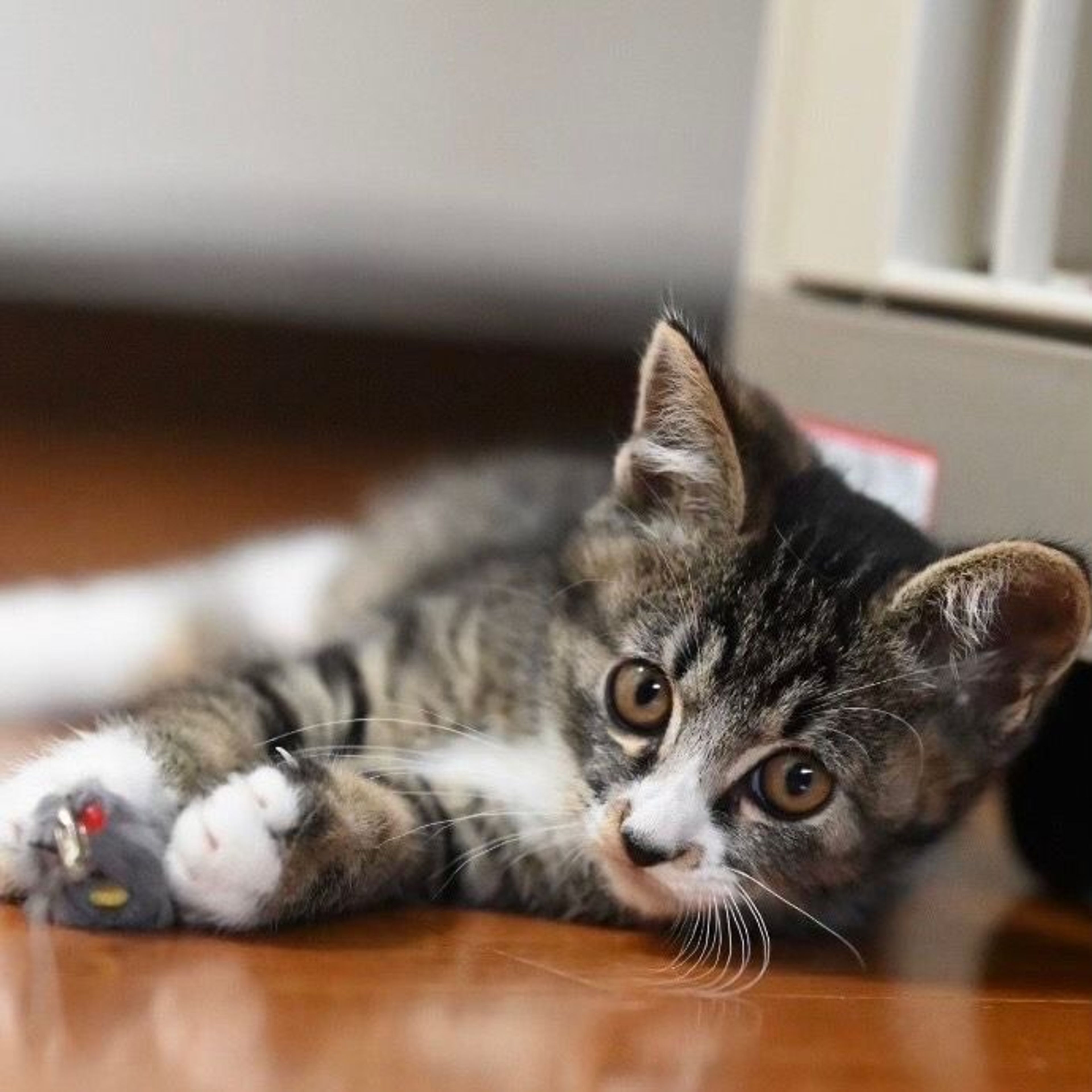 pet-image-4