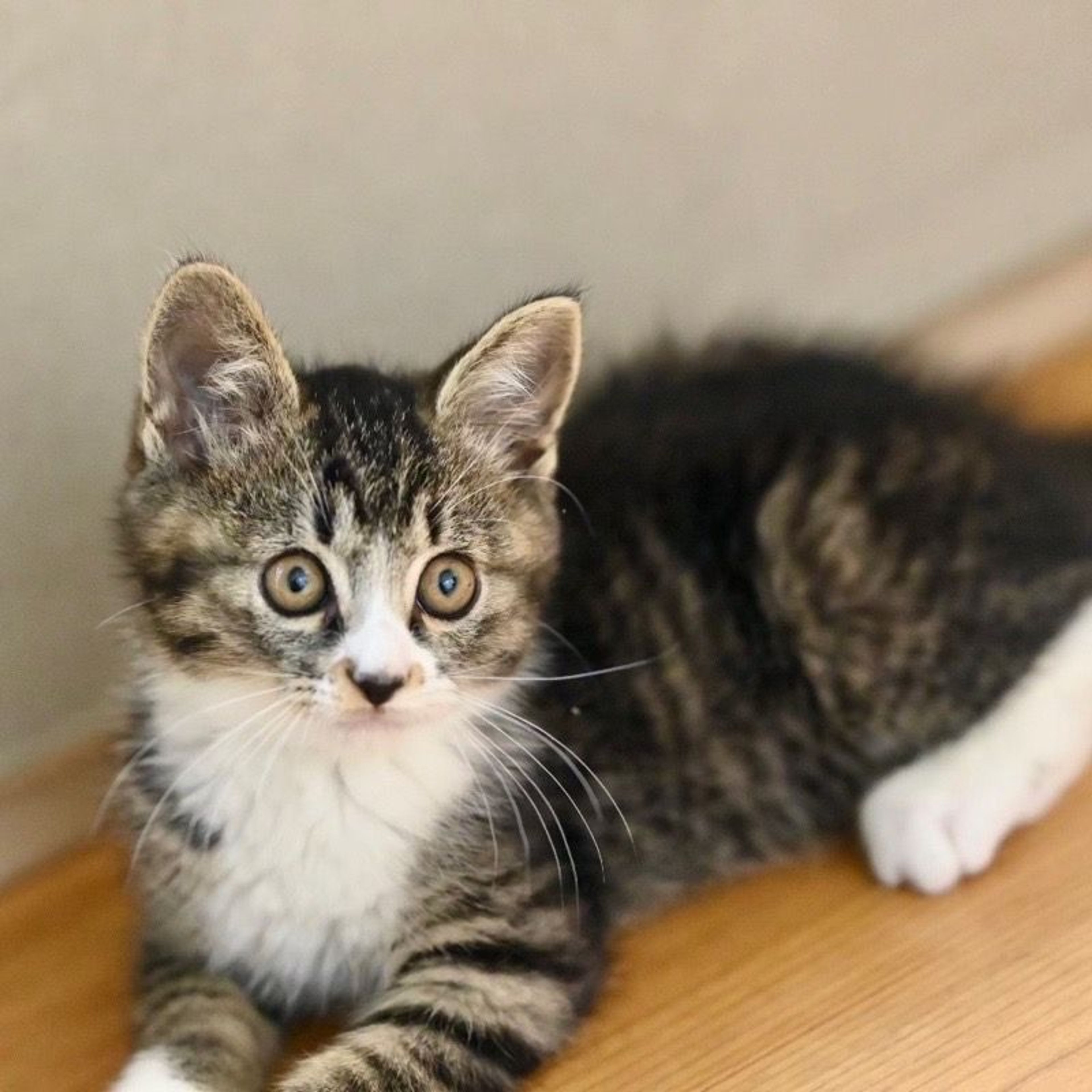 pet-image-5