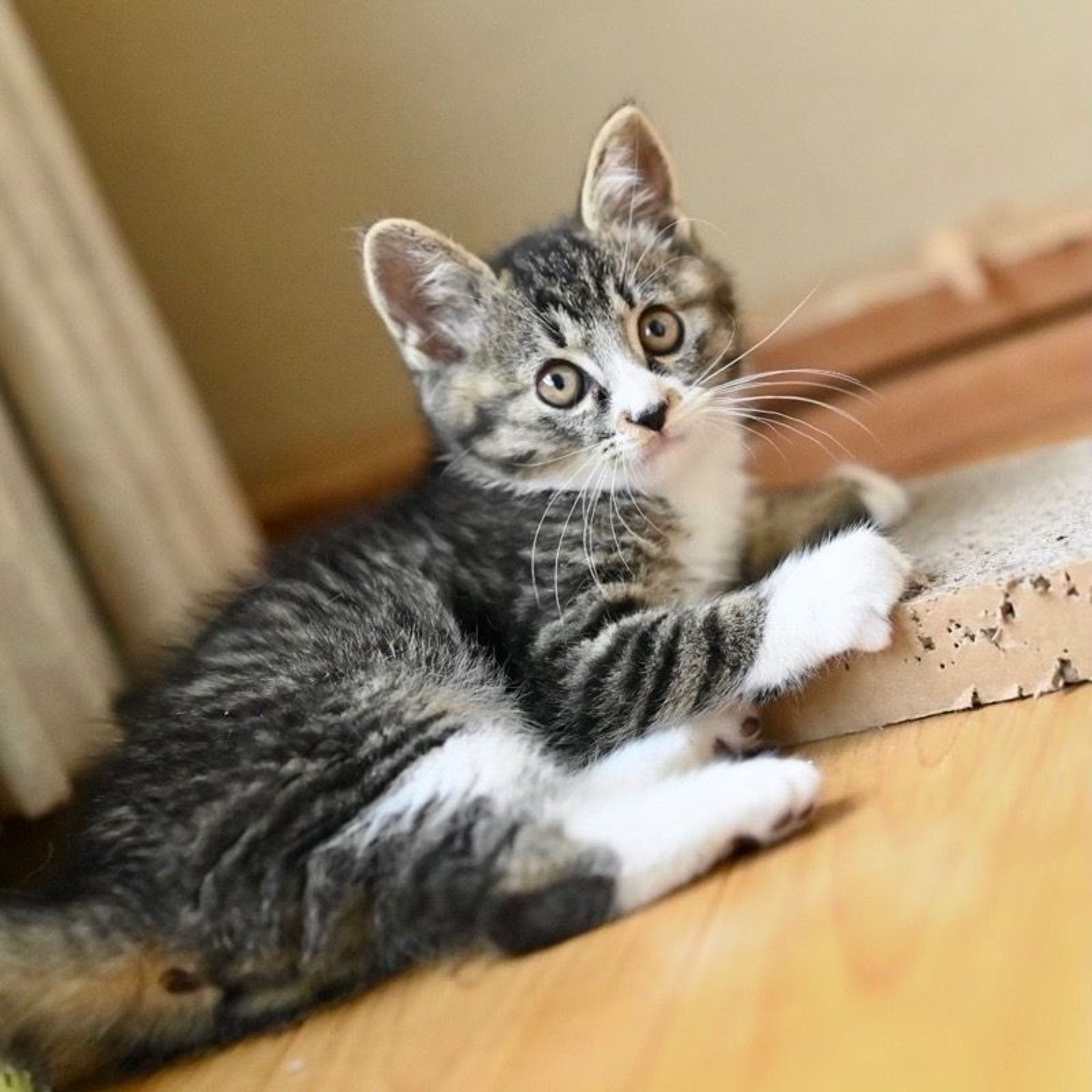 pet-image-6