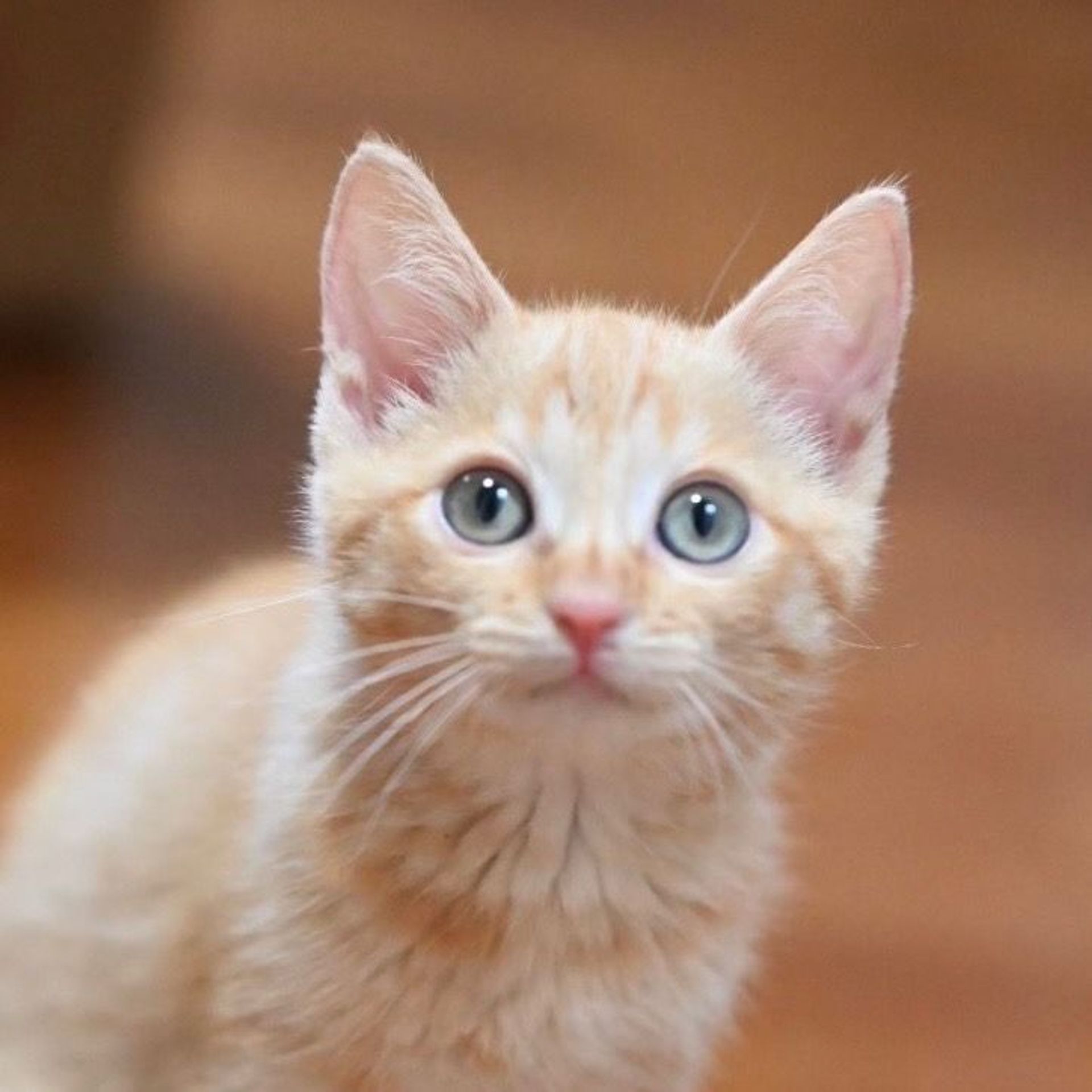 雑種（ミックス猫）・メスの里親募集の写真