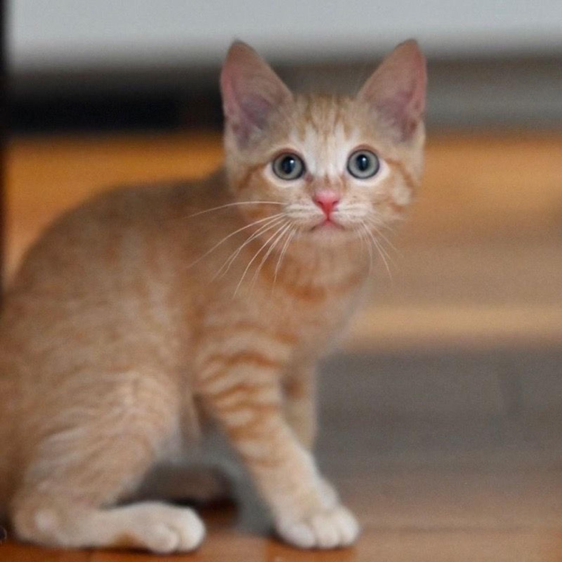 pet-image-4
