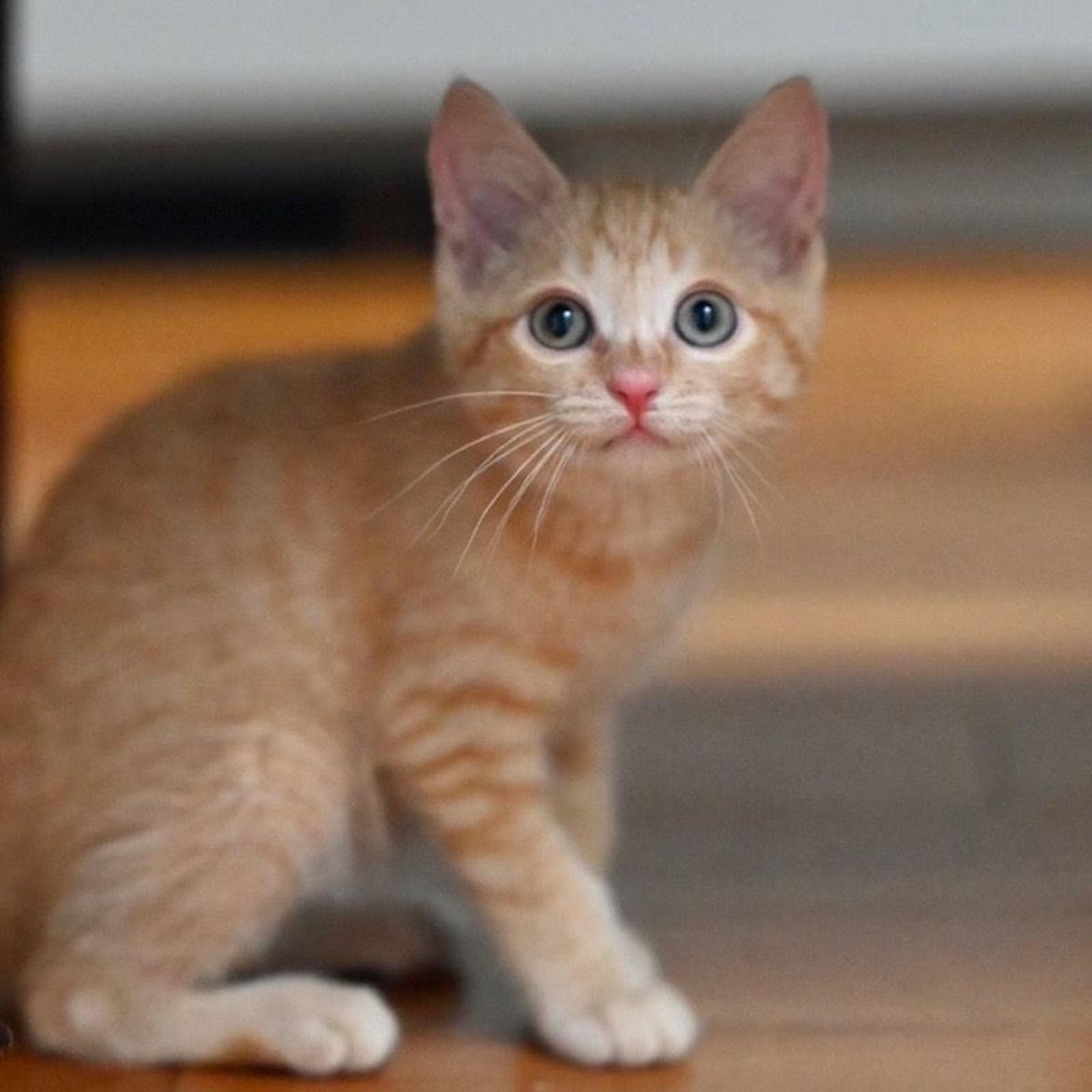 pet-image-4