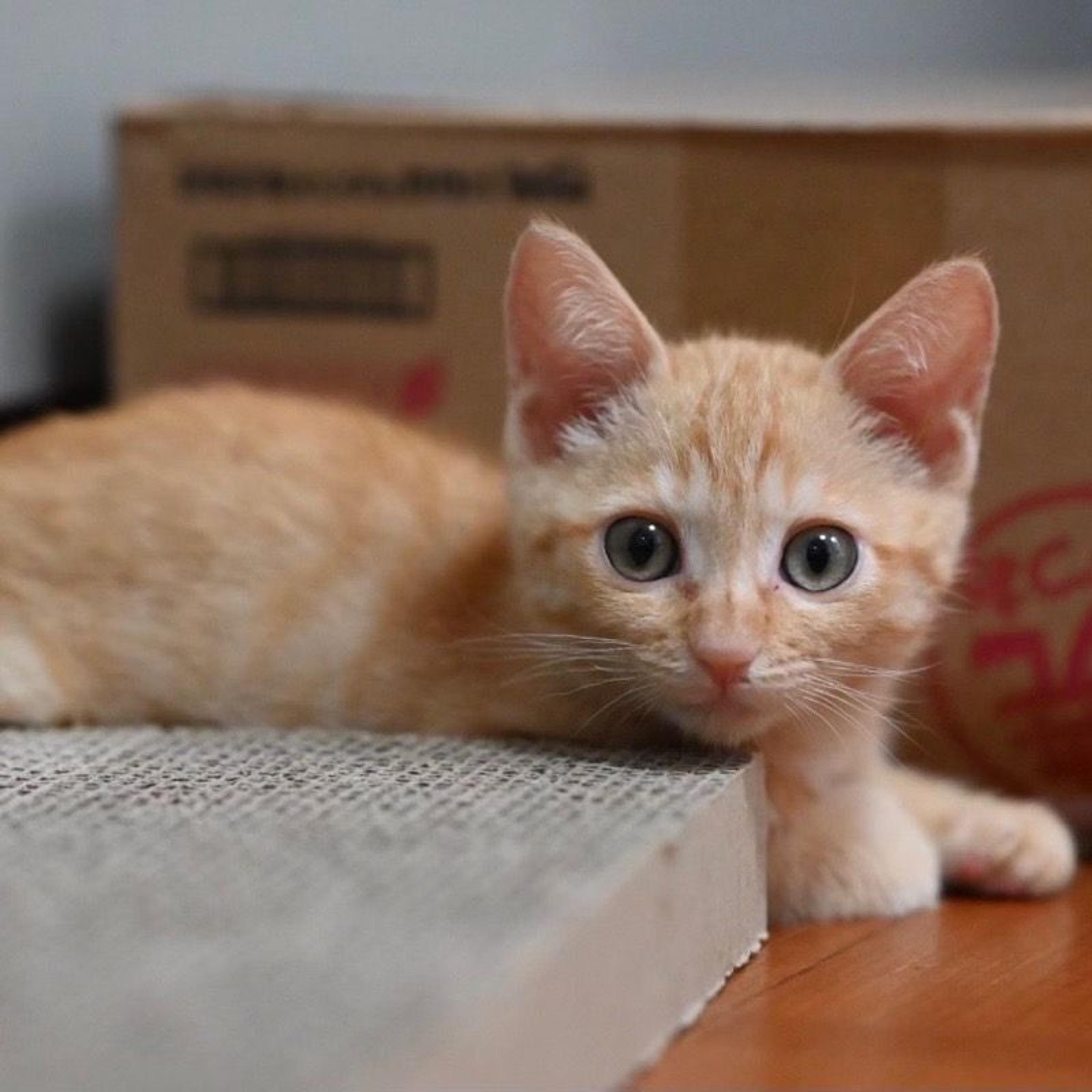 pet-image-5