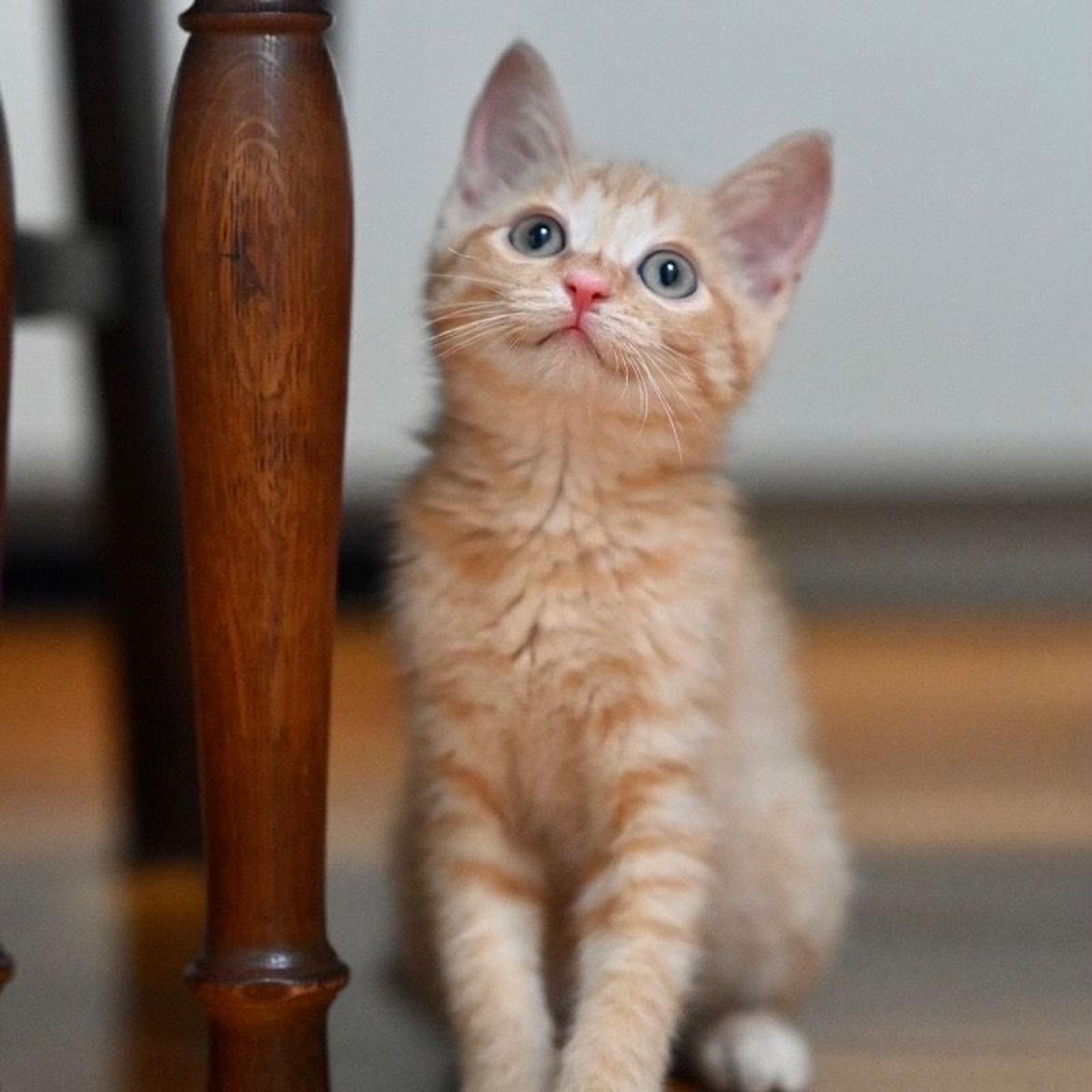 pet-image-6