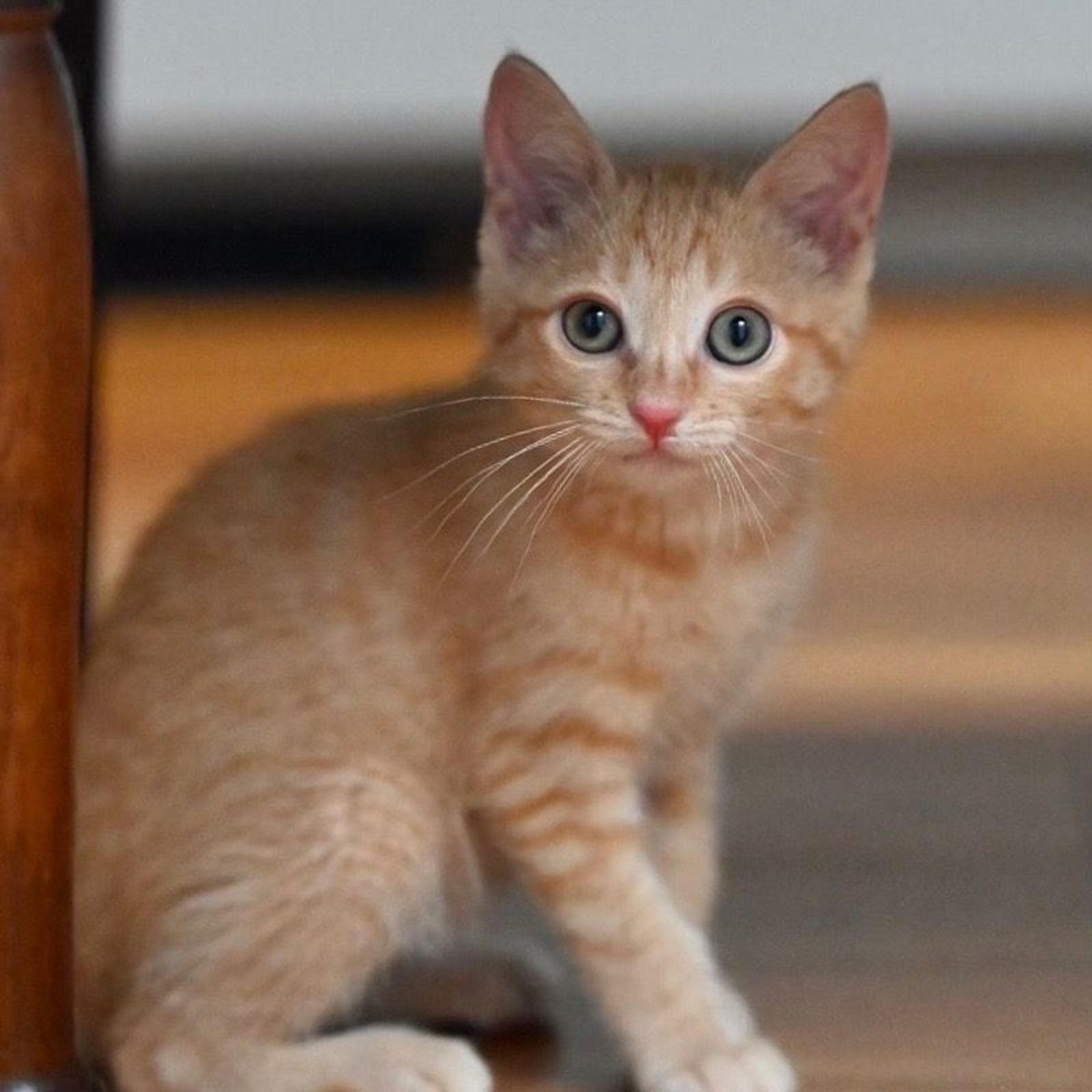 pet-image-7