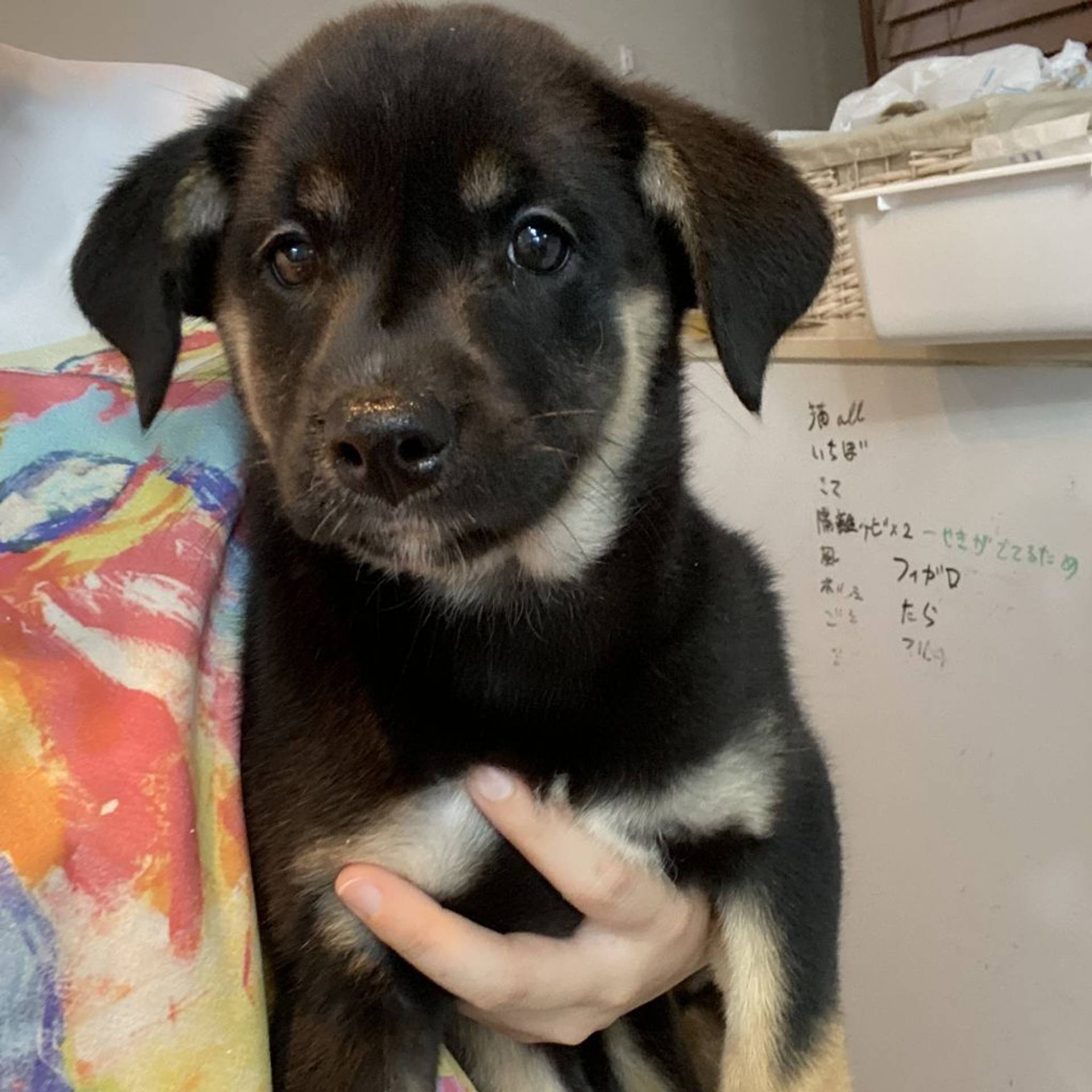 雑種（ミックス犬）・メスの里親募集の写真