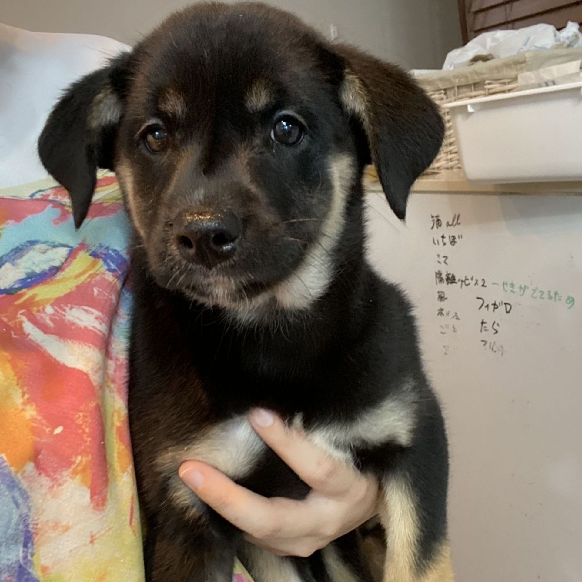 雑種（ミックス犬）・メスの里親募集の写真