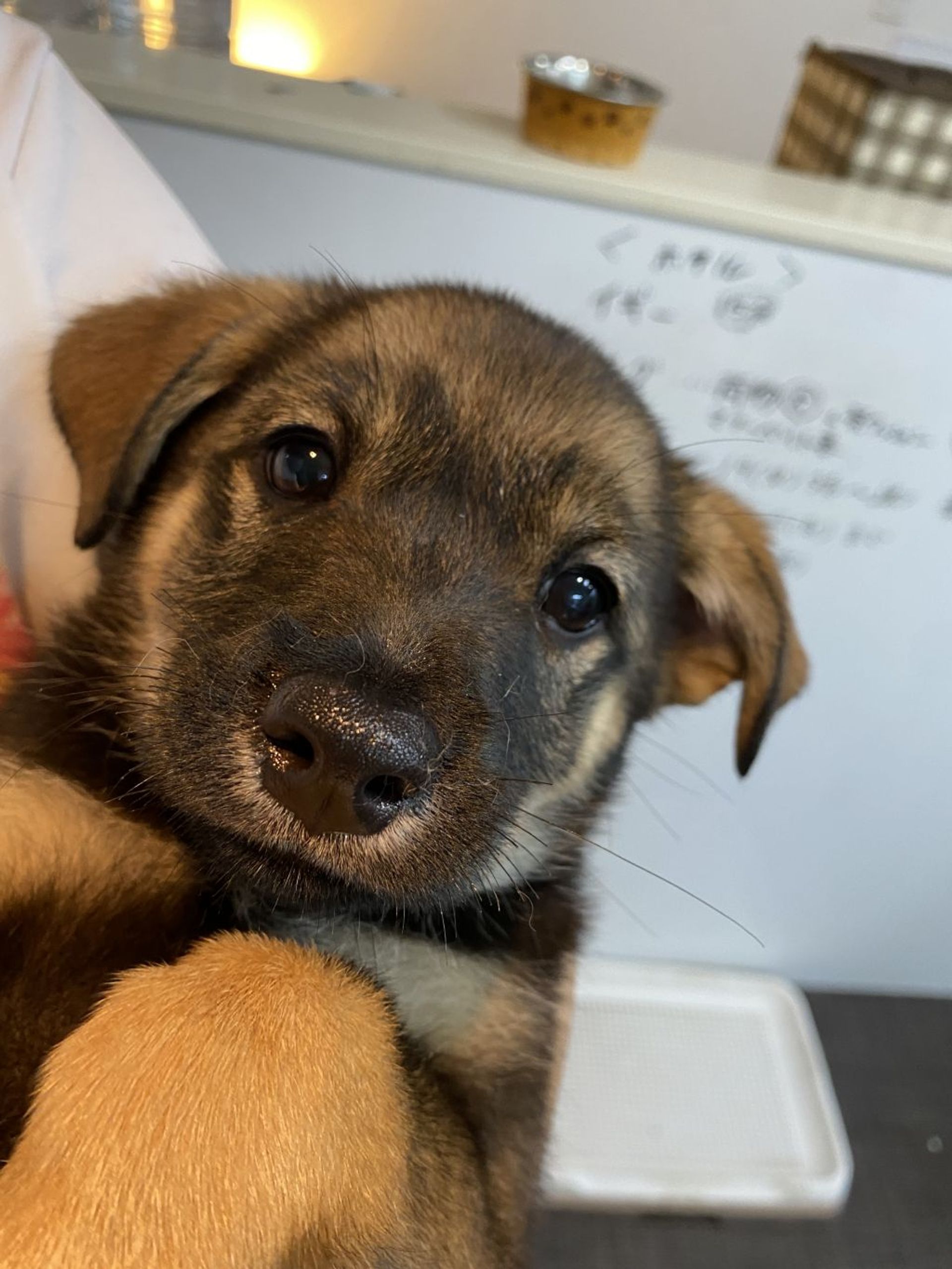 雑種（ミックス犬）・オスの里親募集の写真
