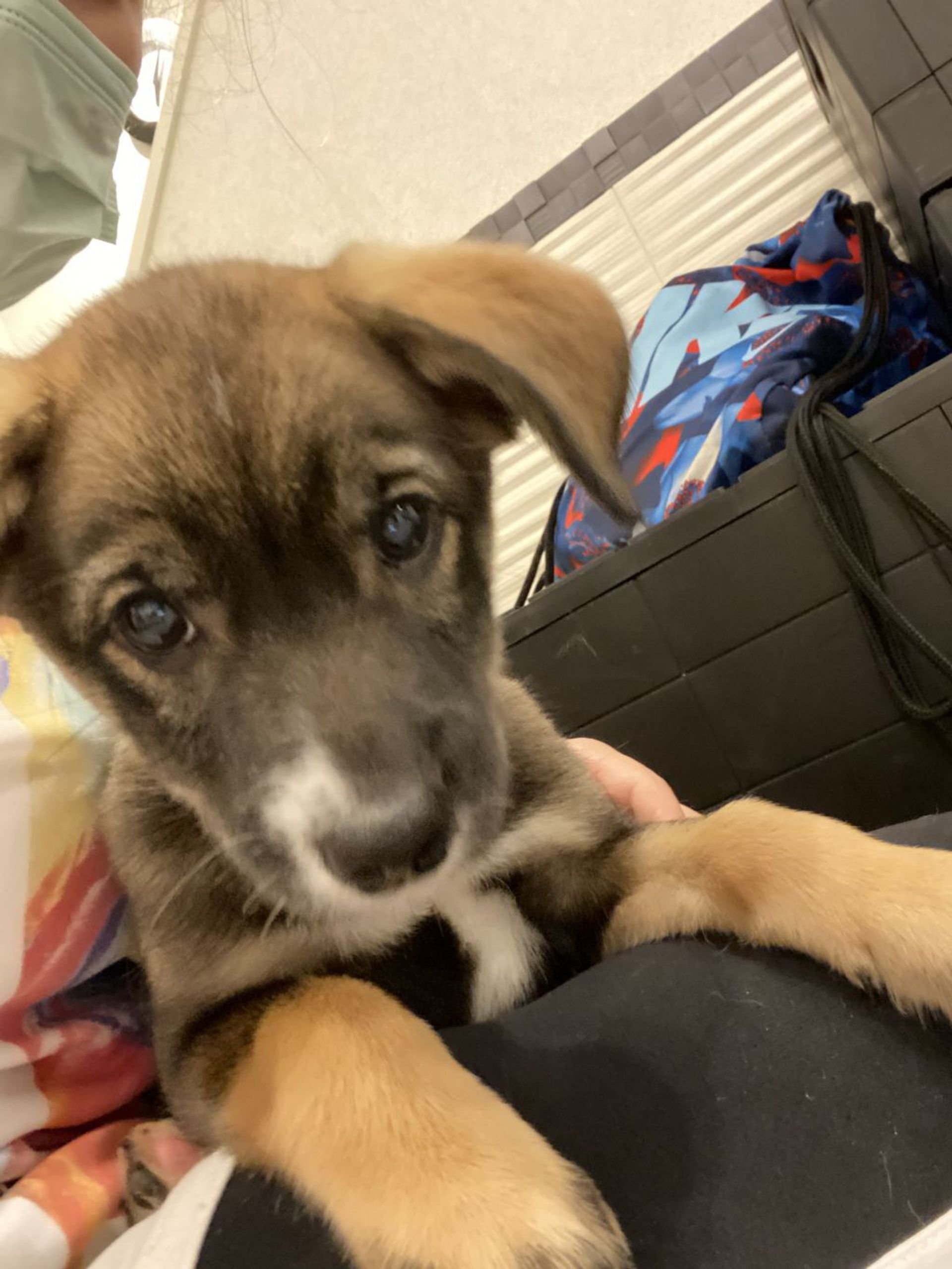 雑種（ミックス犬）・オスの里親募集の写真