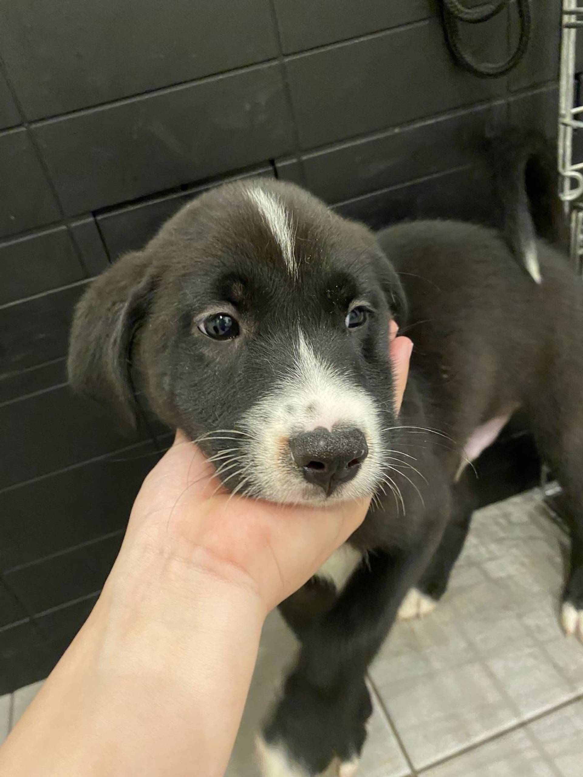 雑種（ミックス犬）・オスの里親募集の写真