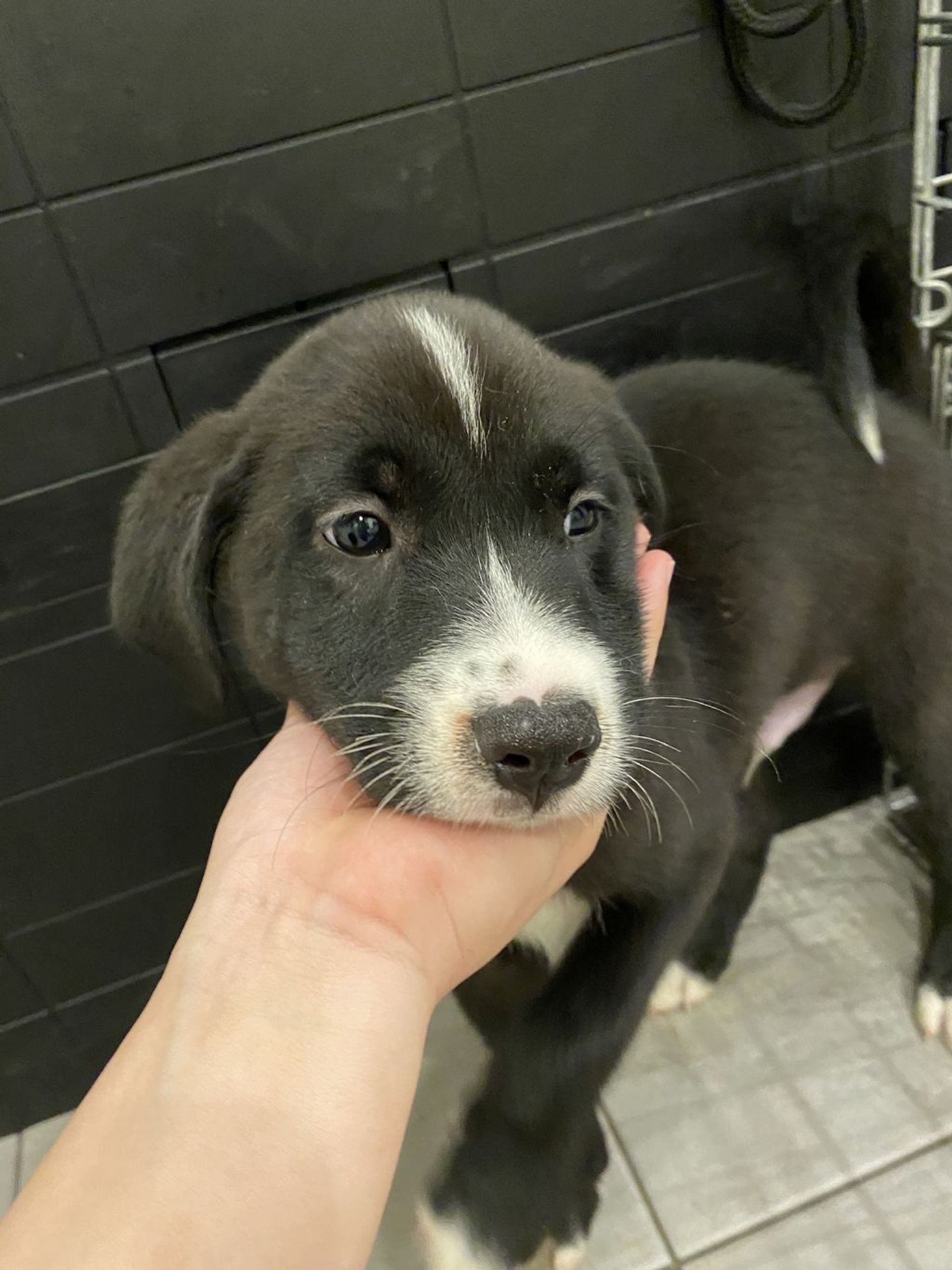 雑種（ミックス犬）・オスの里親募集の写真