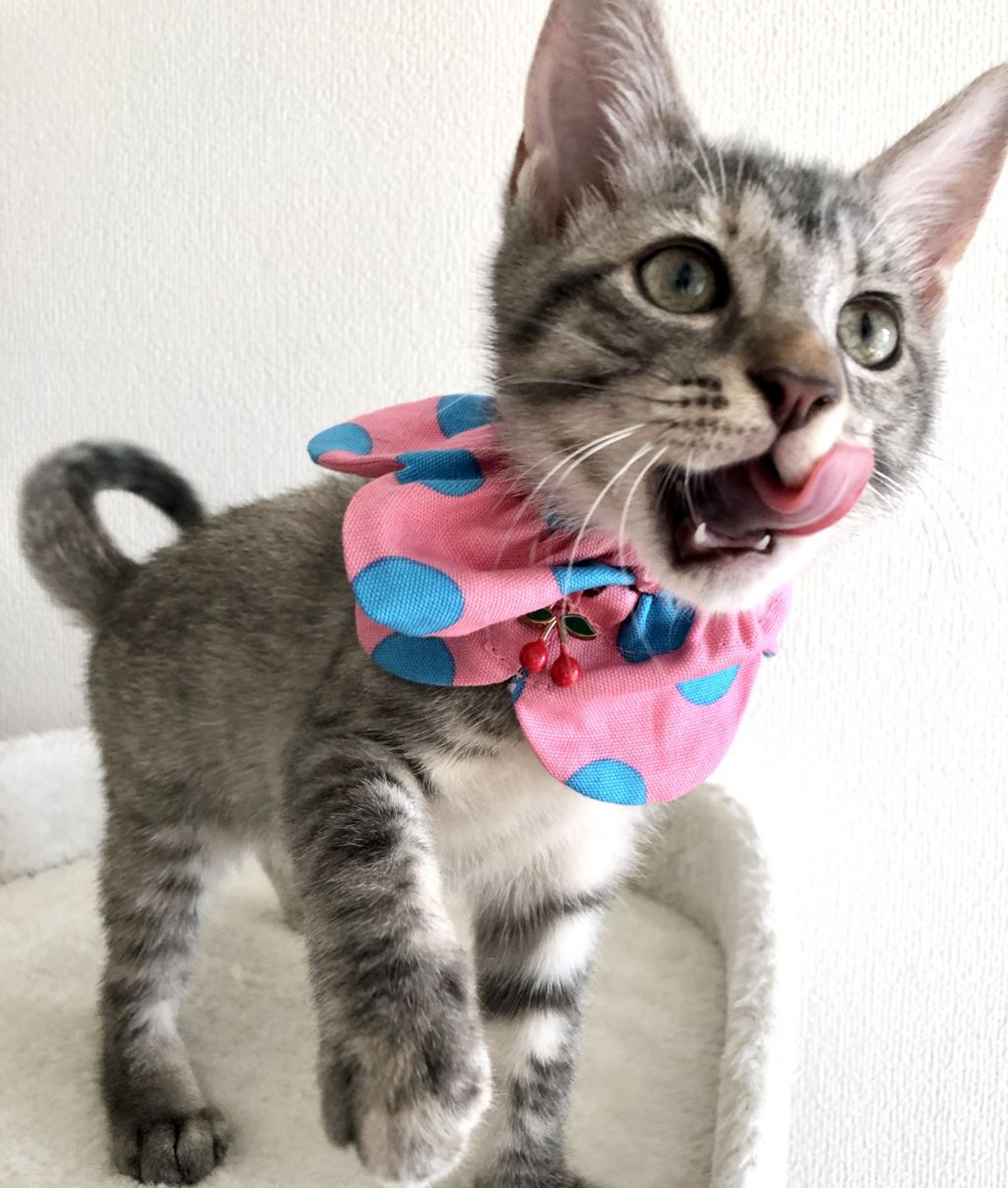 雑種（ミックス猫）・メスの里親募集の写真