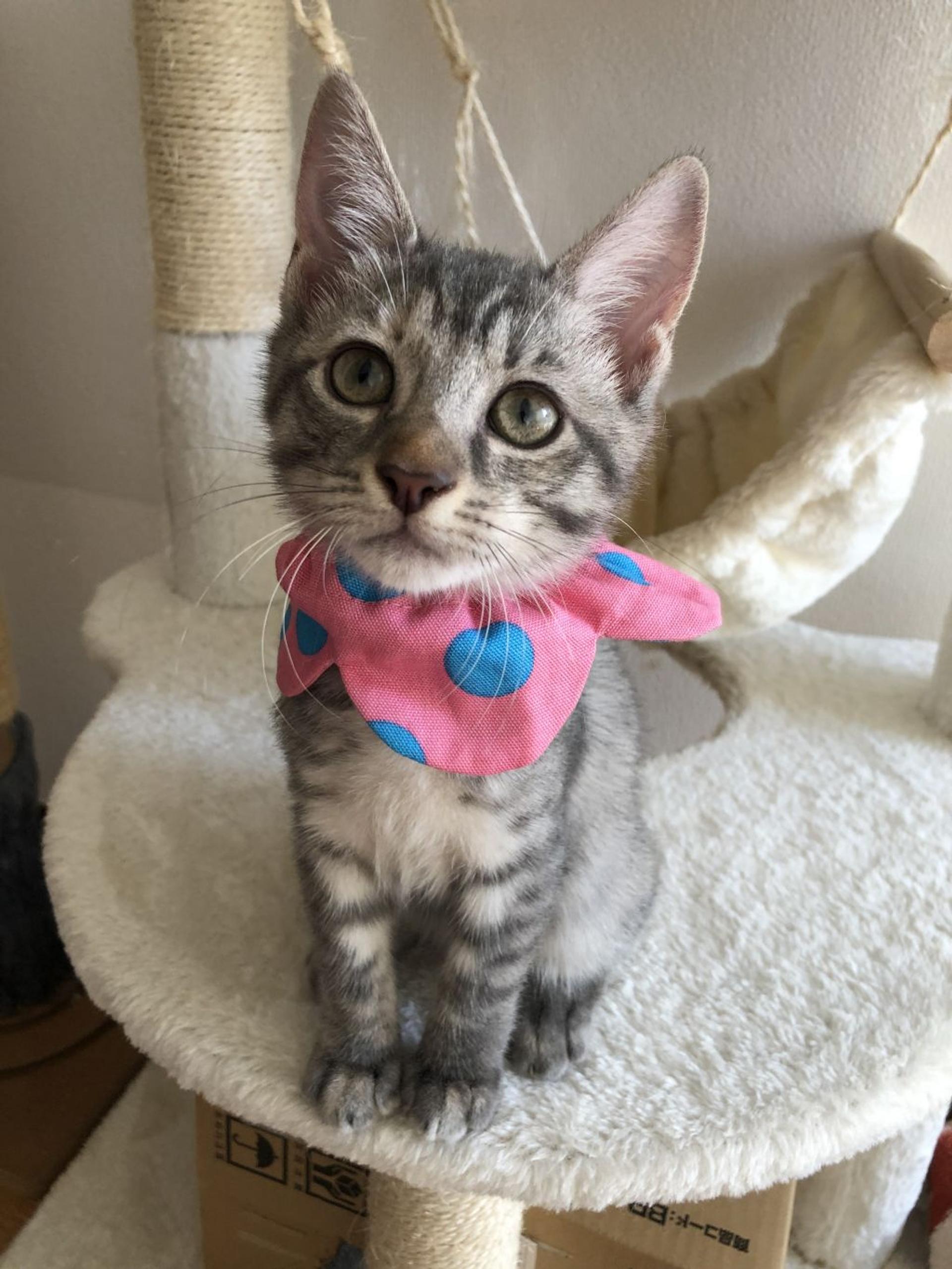 pet-image-2