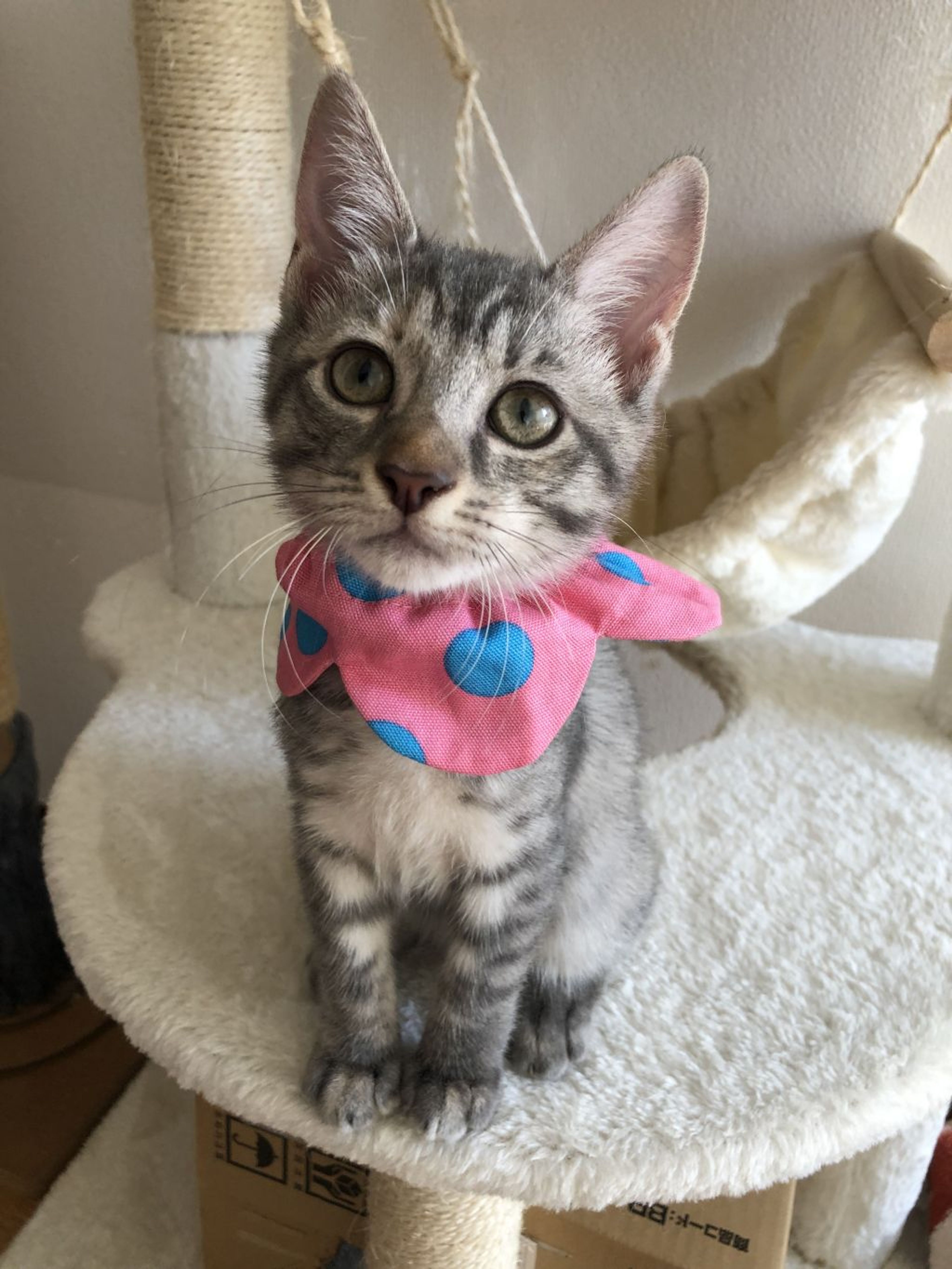 pet-image-2