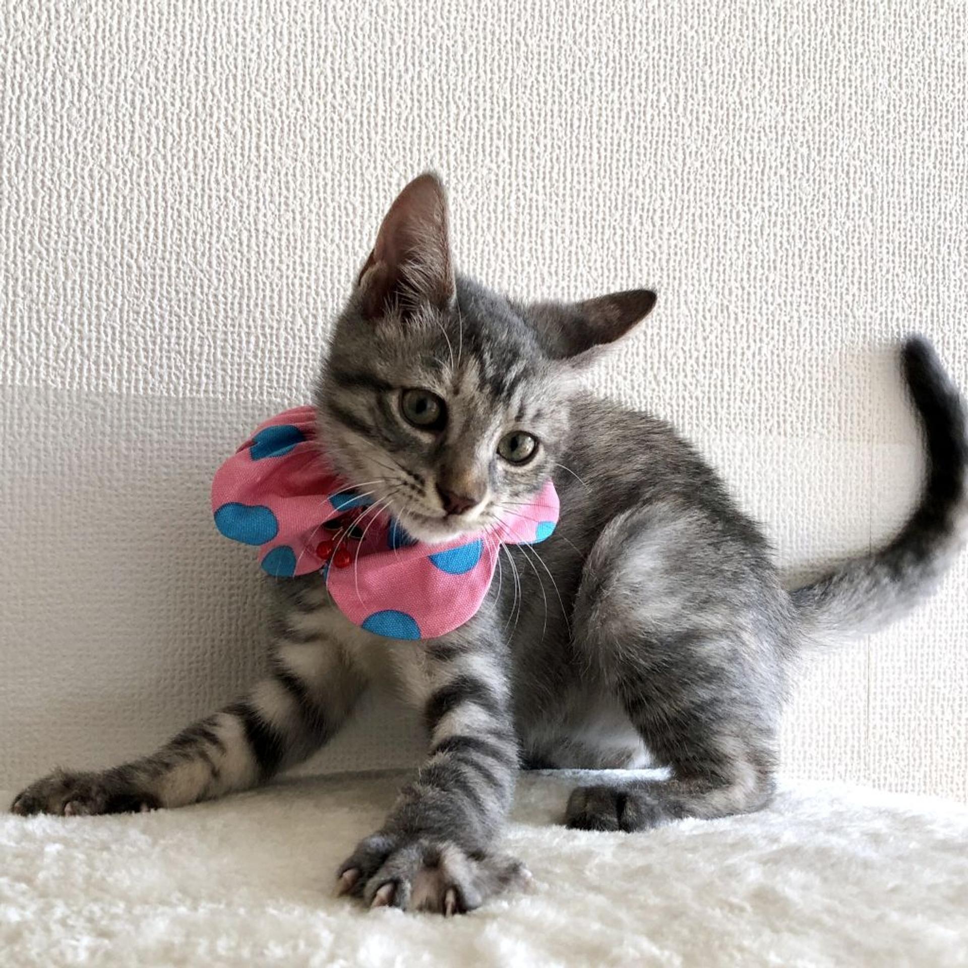 pet-image-3