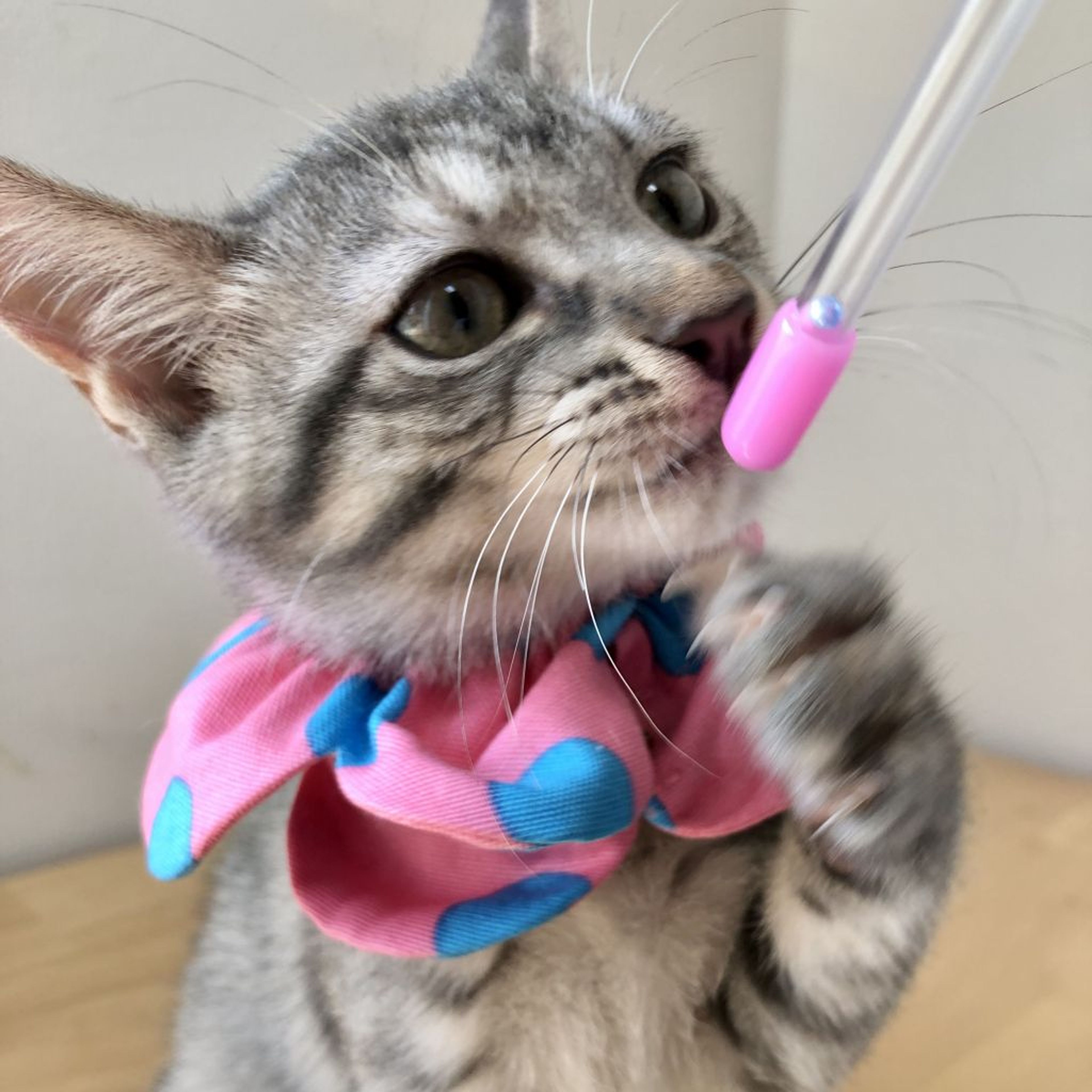 pet-image-6