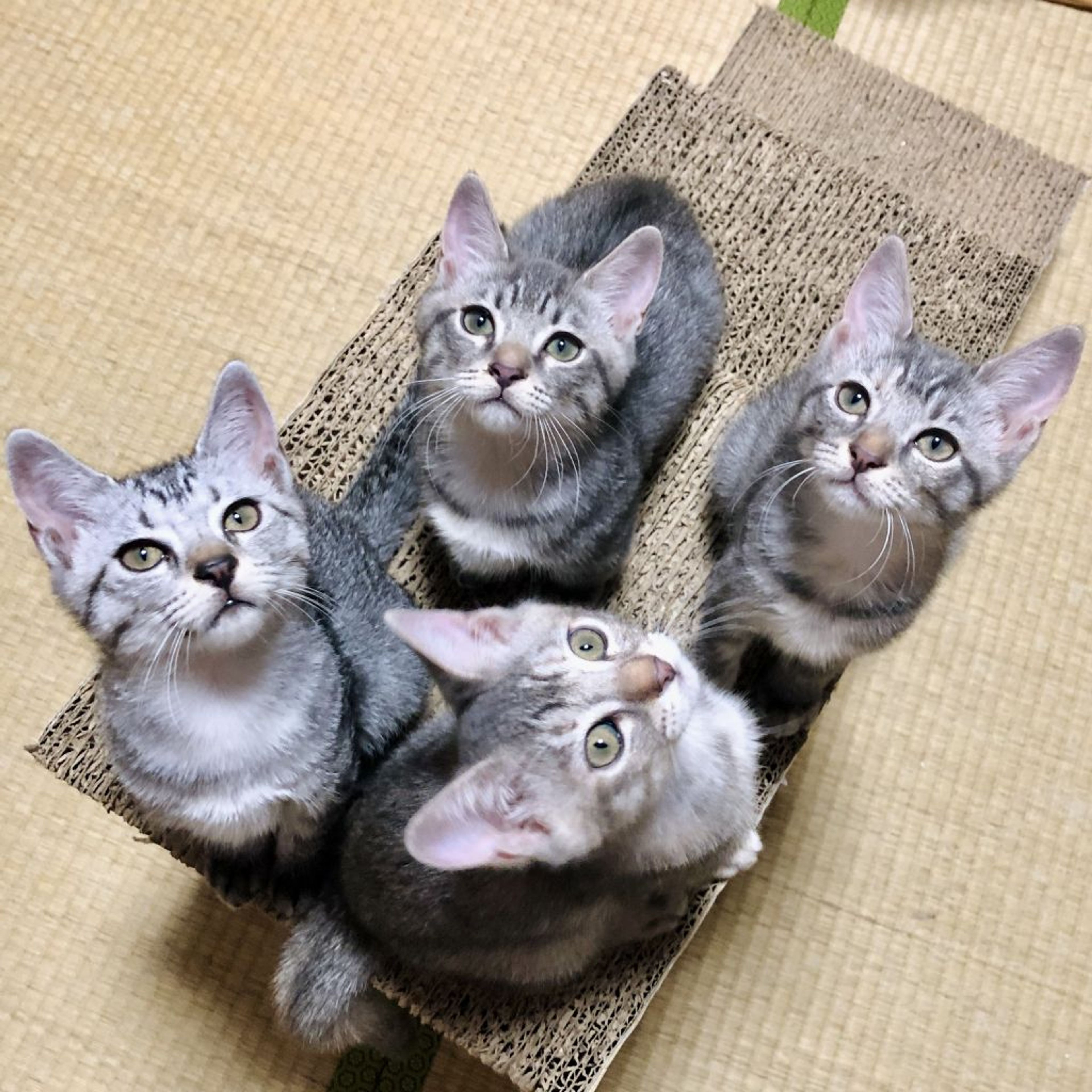 pet-image-8