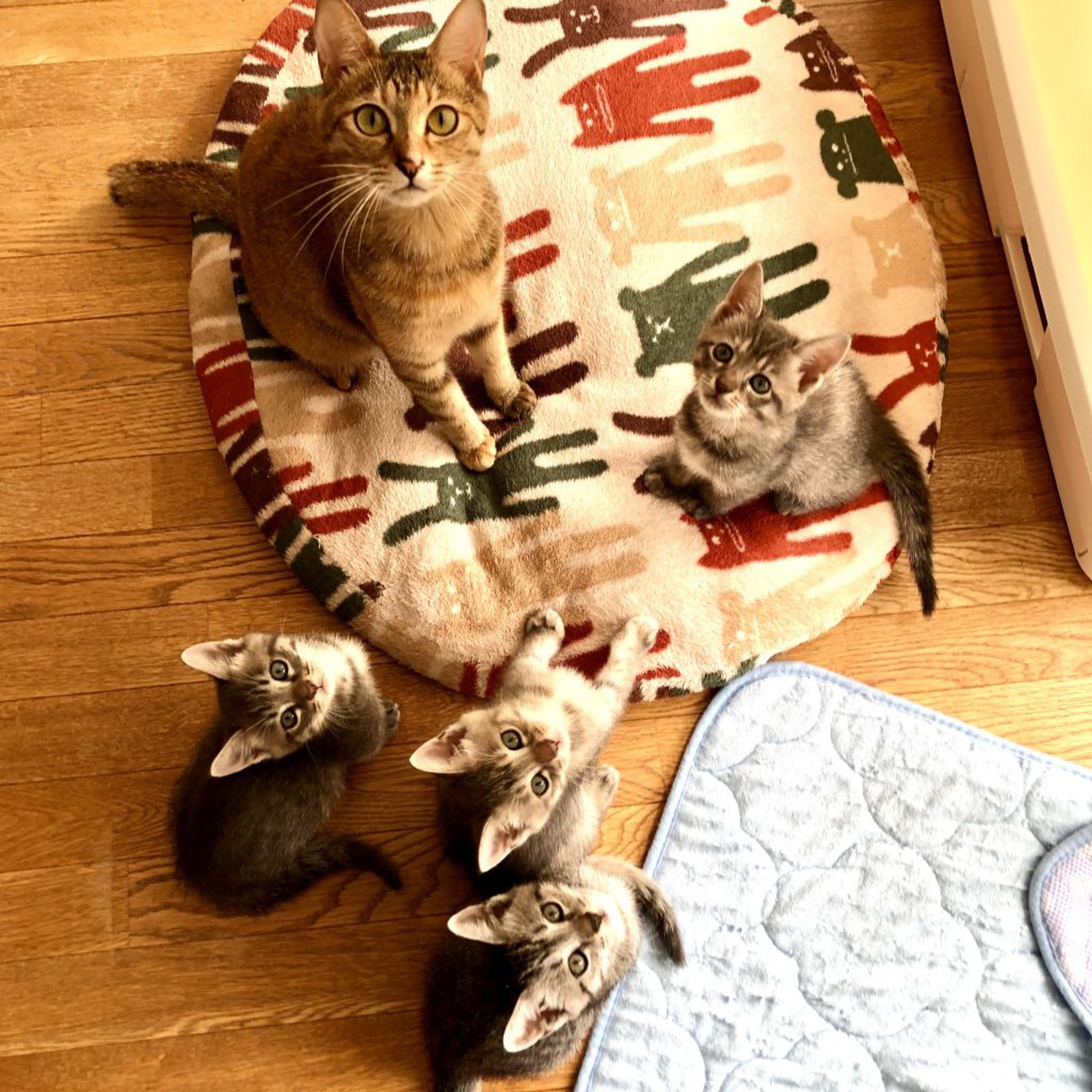 pet-image-9