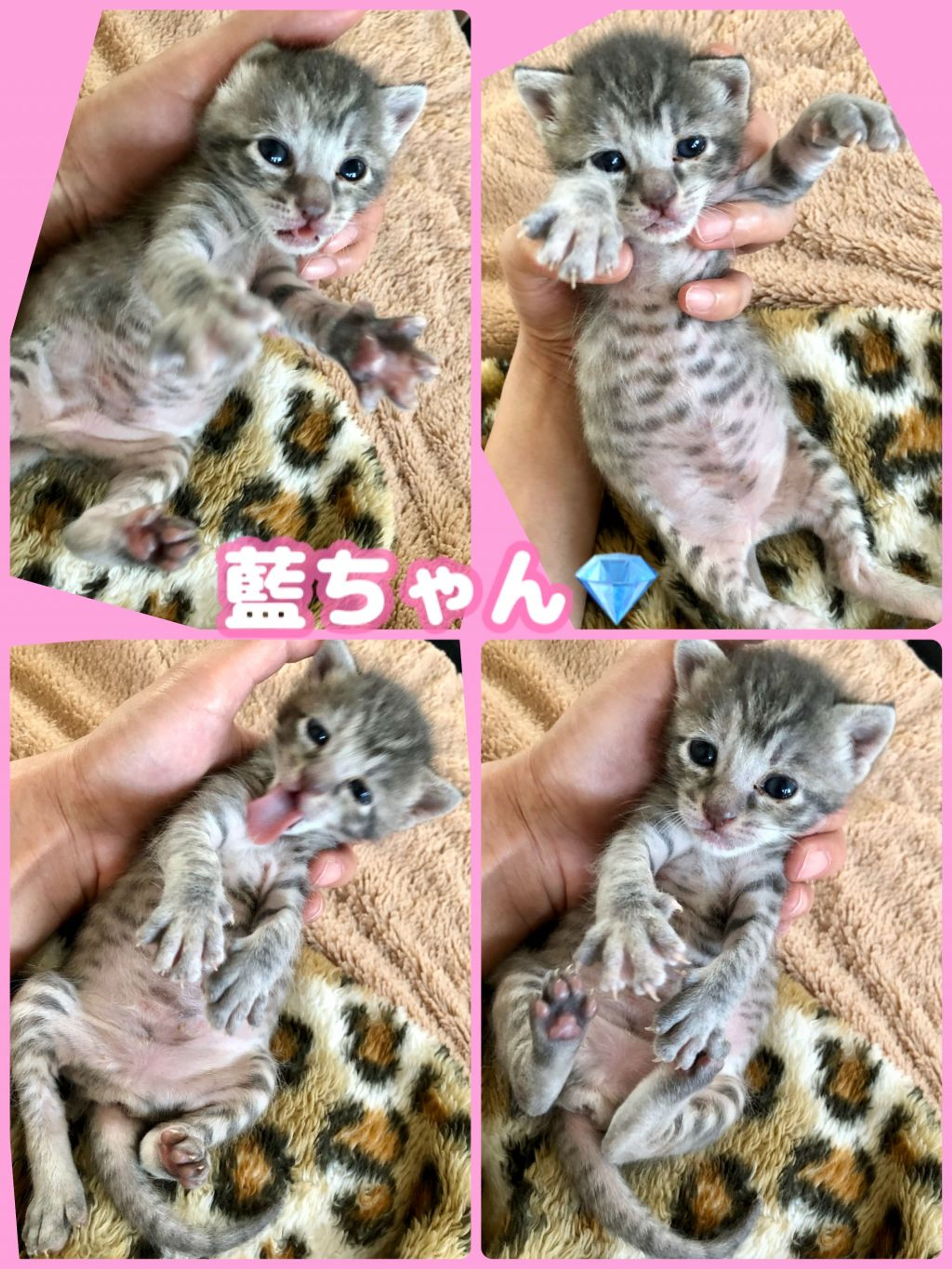 pet-image-10