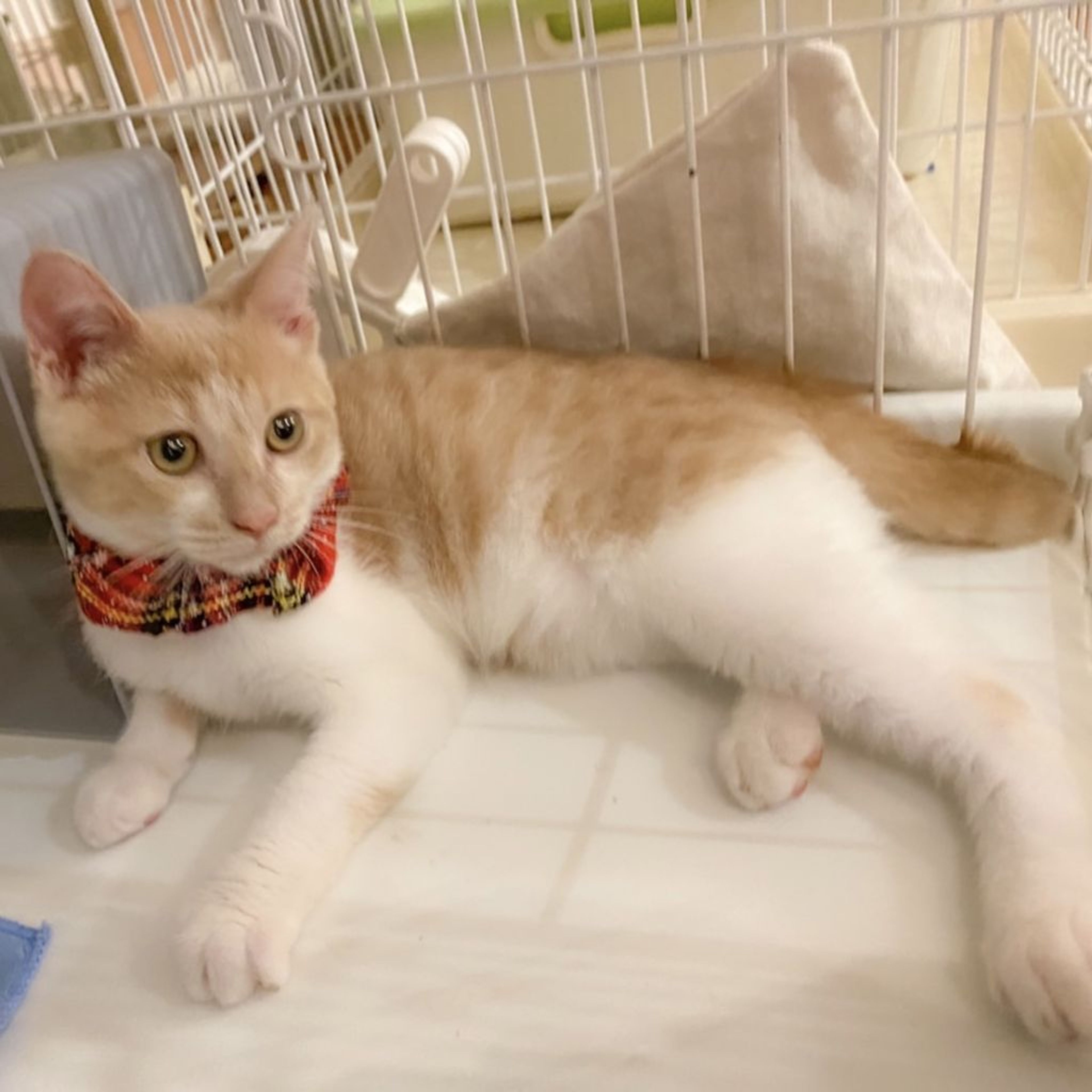 pet-image-2