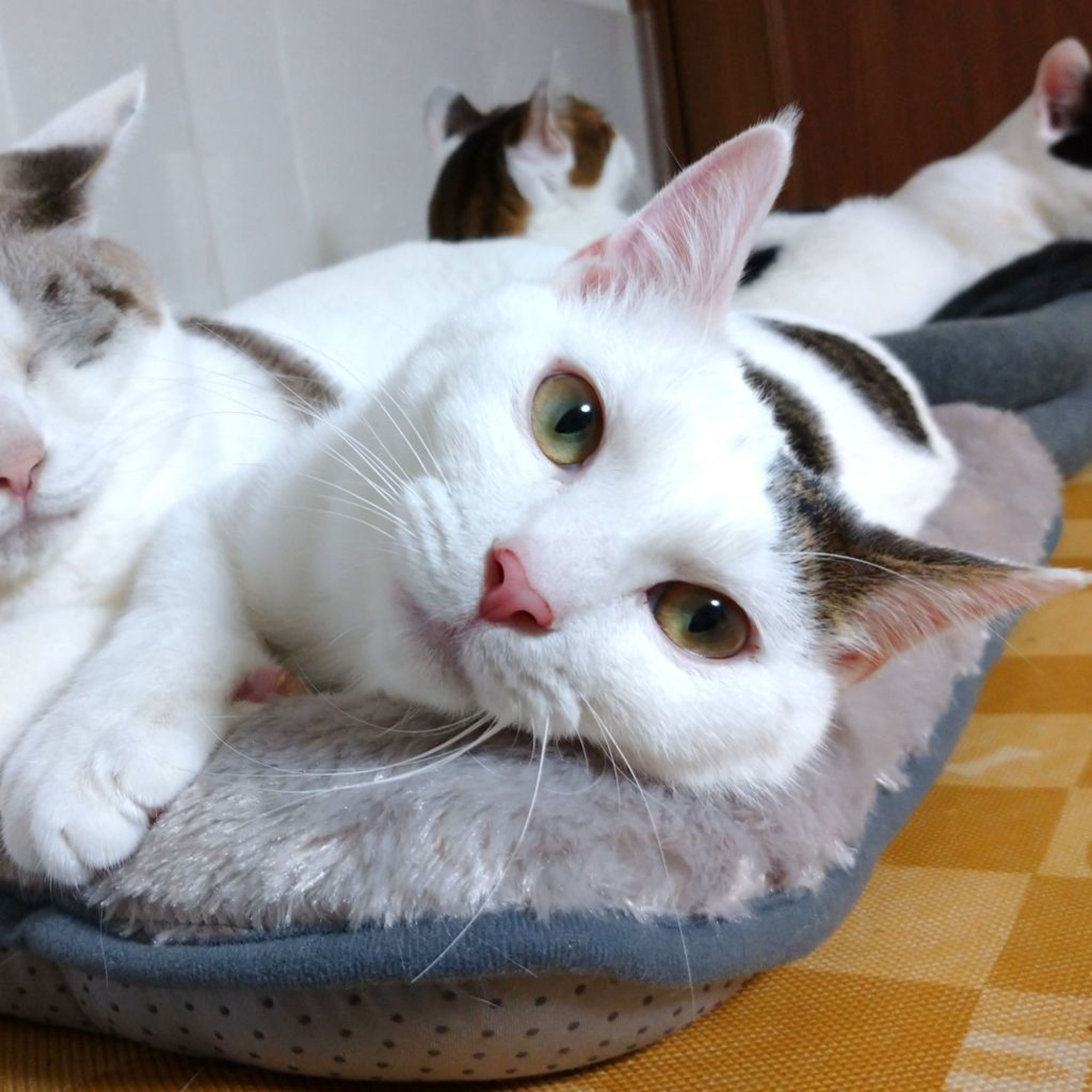 pet-image-2
