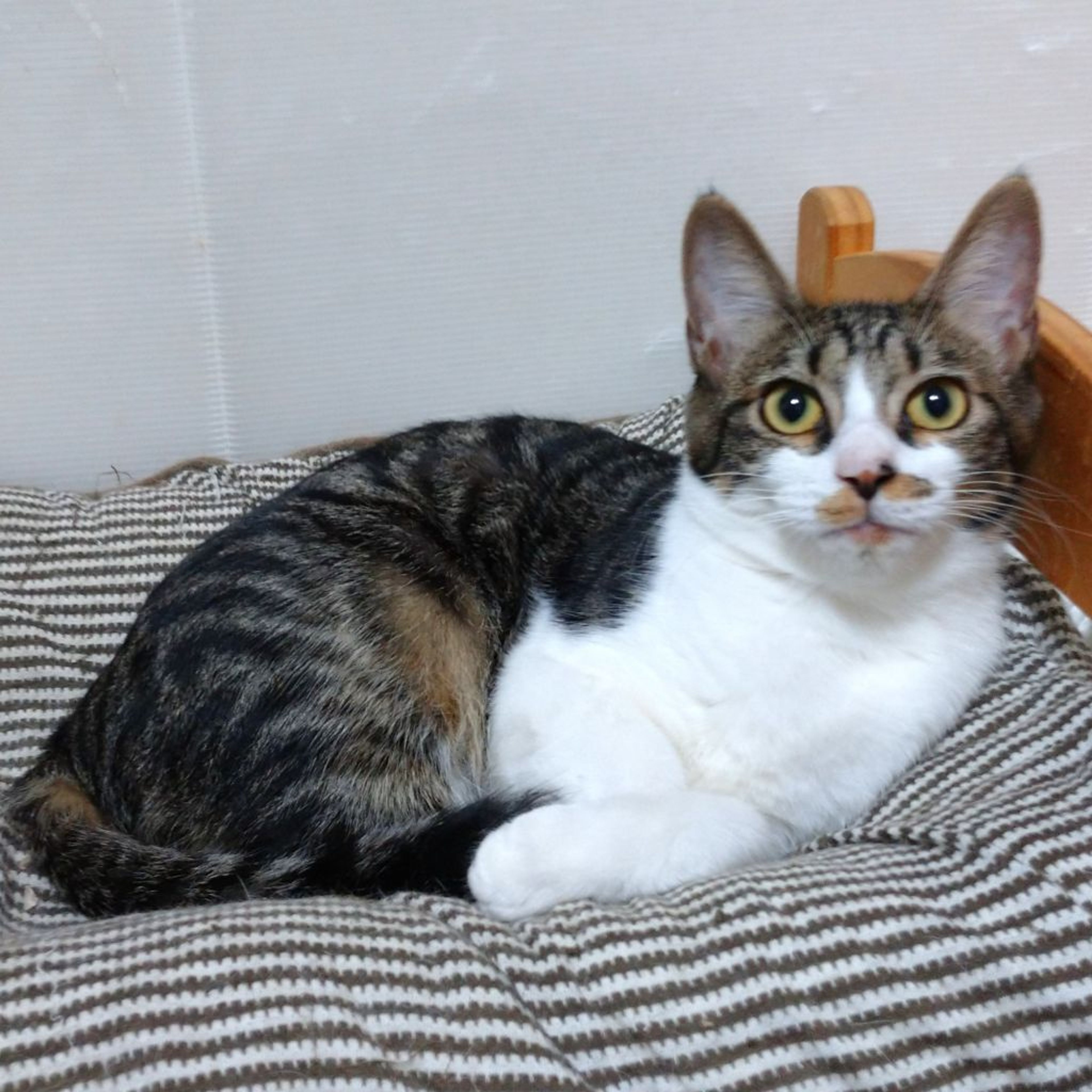 pet-image-4