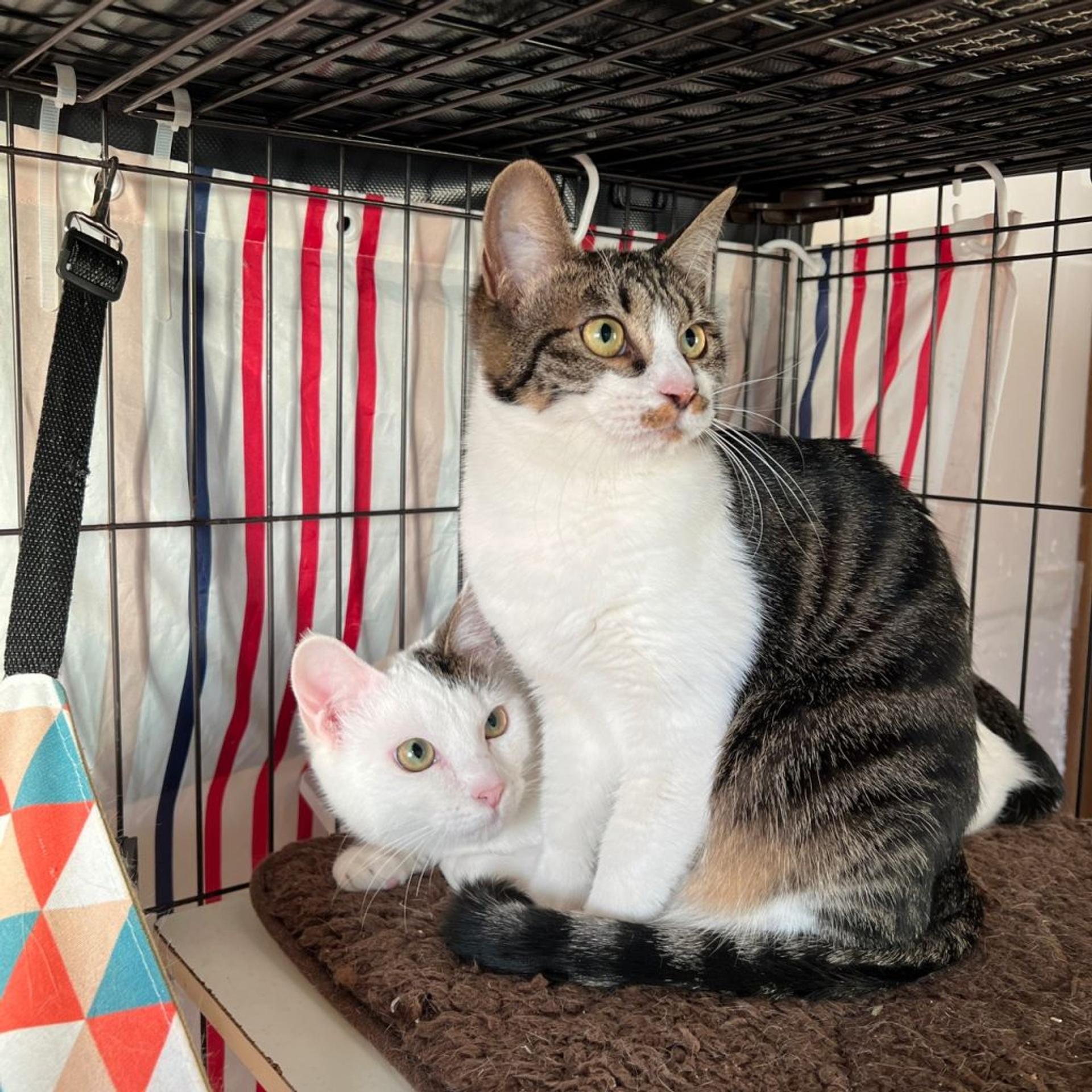 pet-image-6