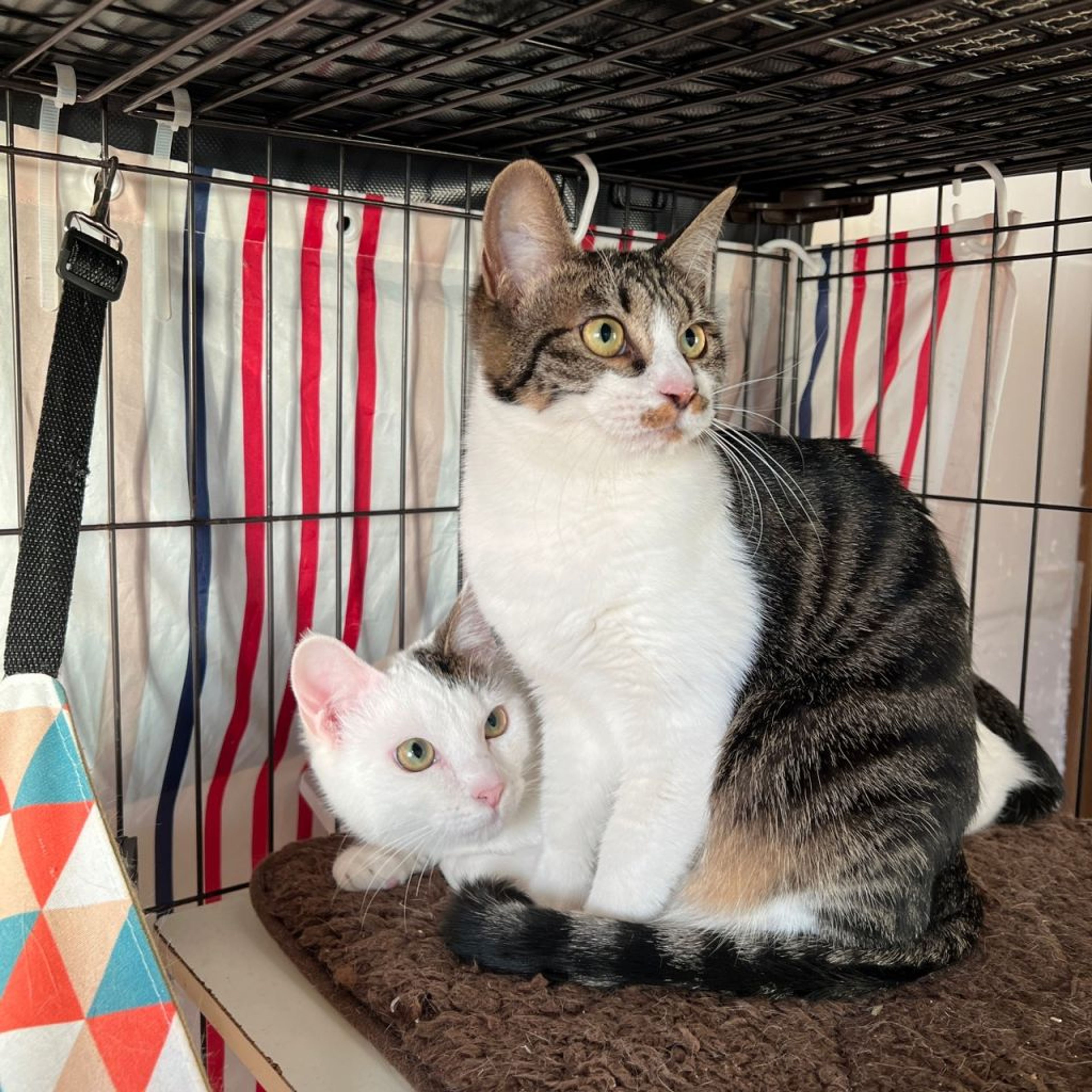 pet-image-6