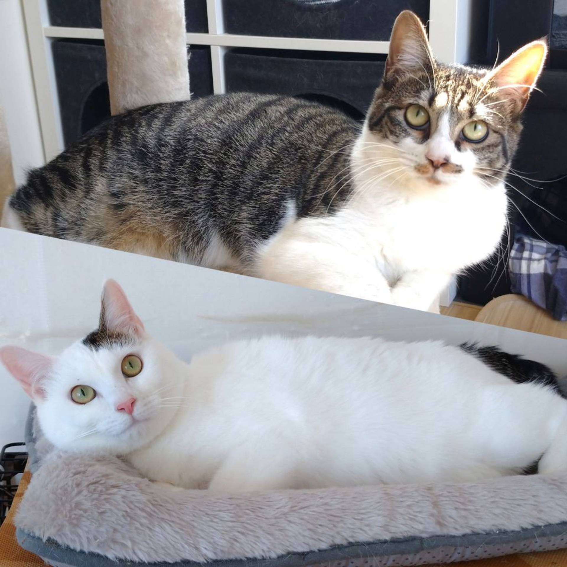 雑種（ミックス猫）・オスの里親募集の写真