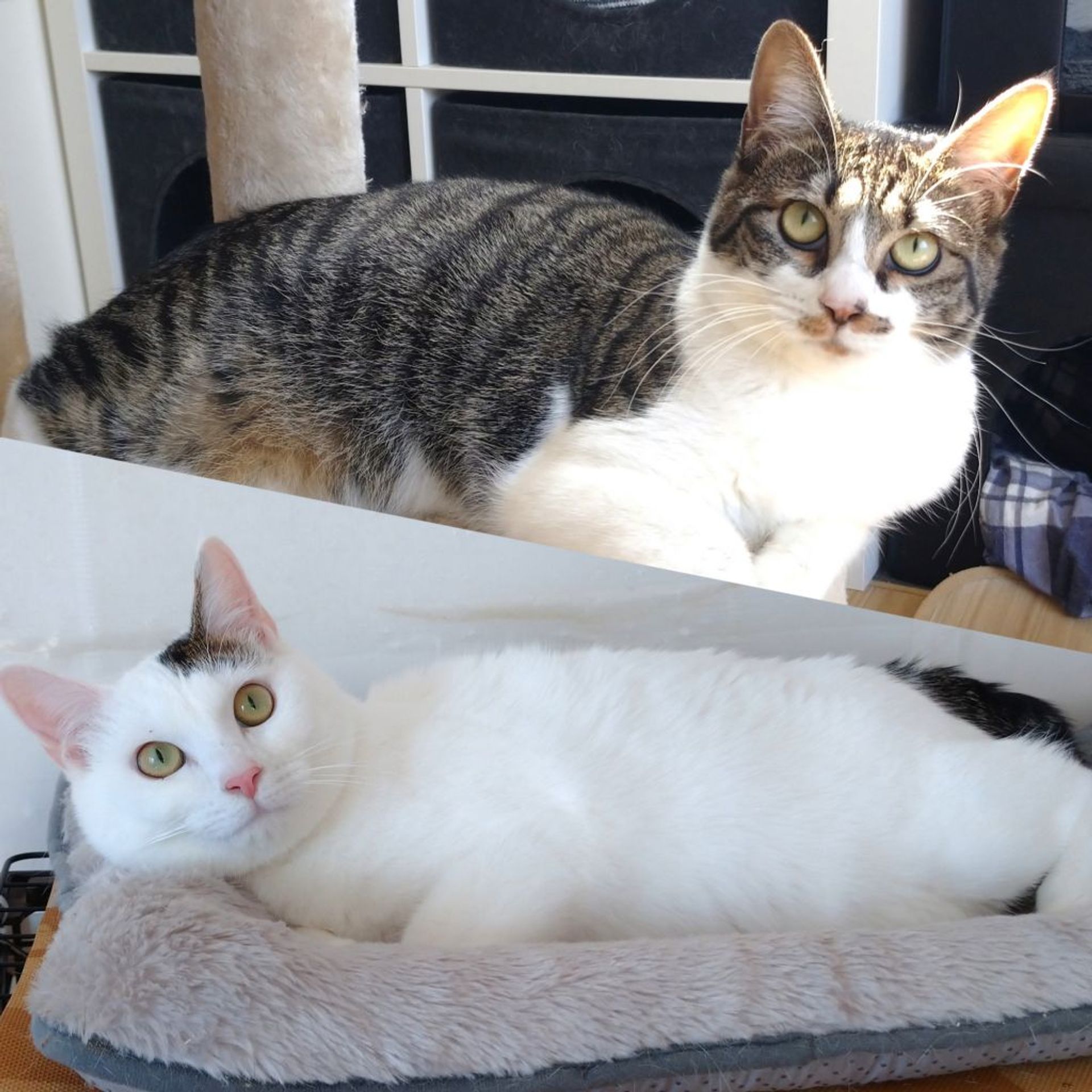 雑種（ミックス猫）・オスの里親募集の写真