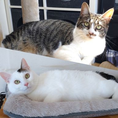 まかろに＆えんぴつの写真