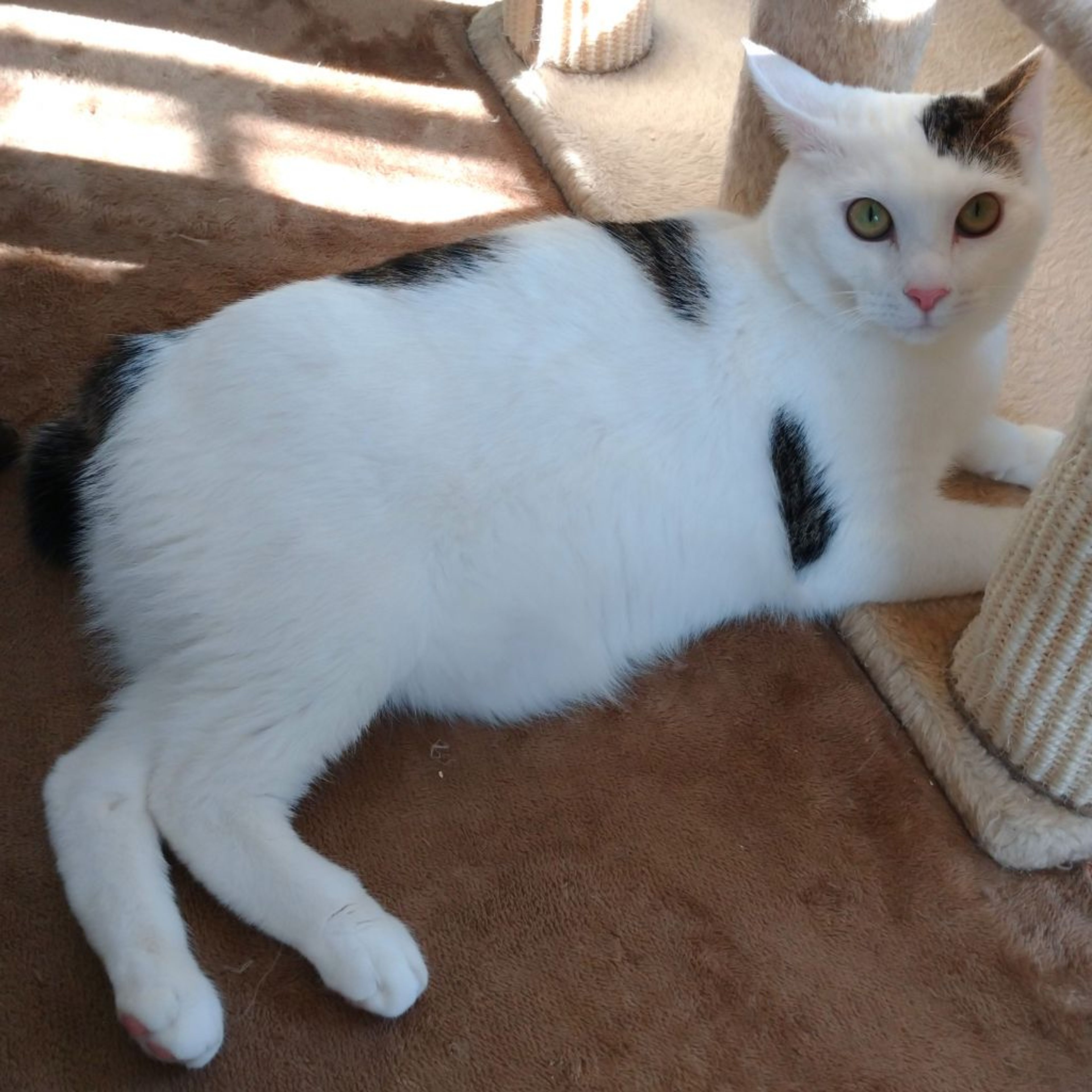 pet-image-3