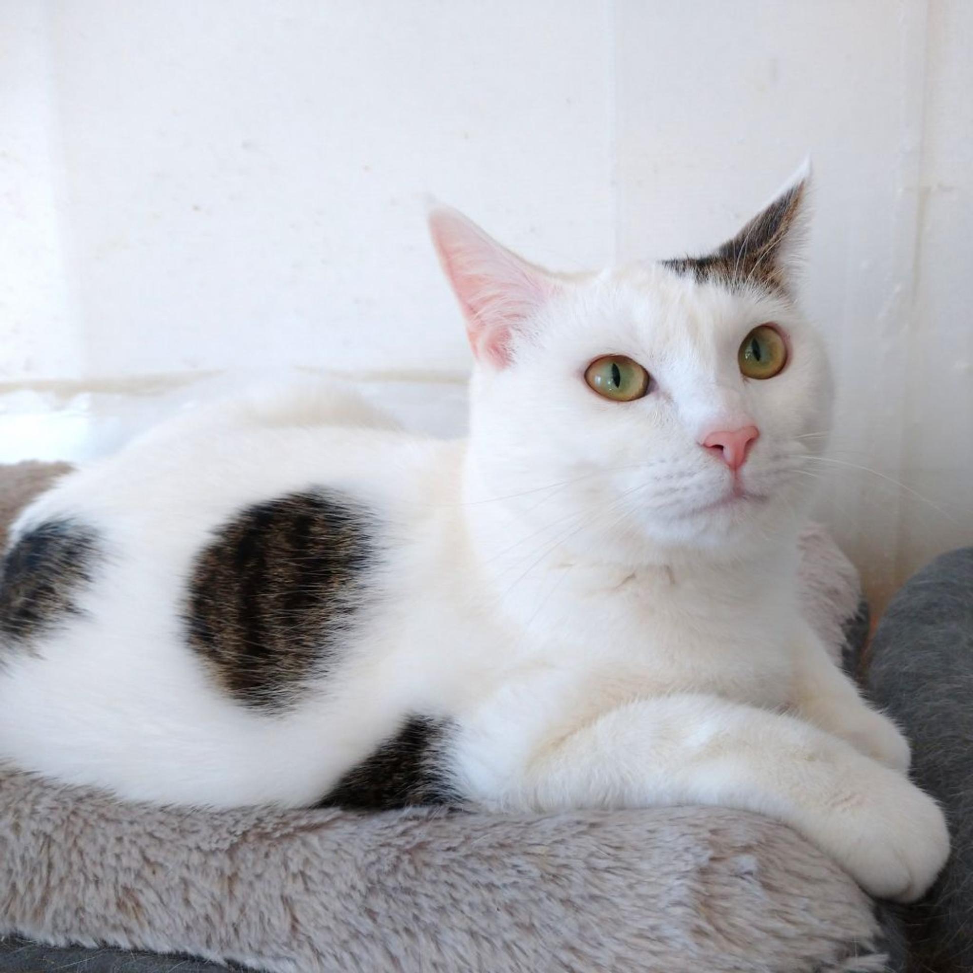 pet-image-5