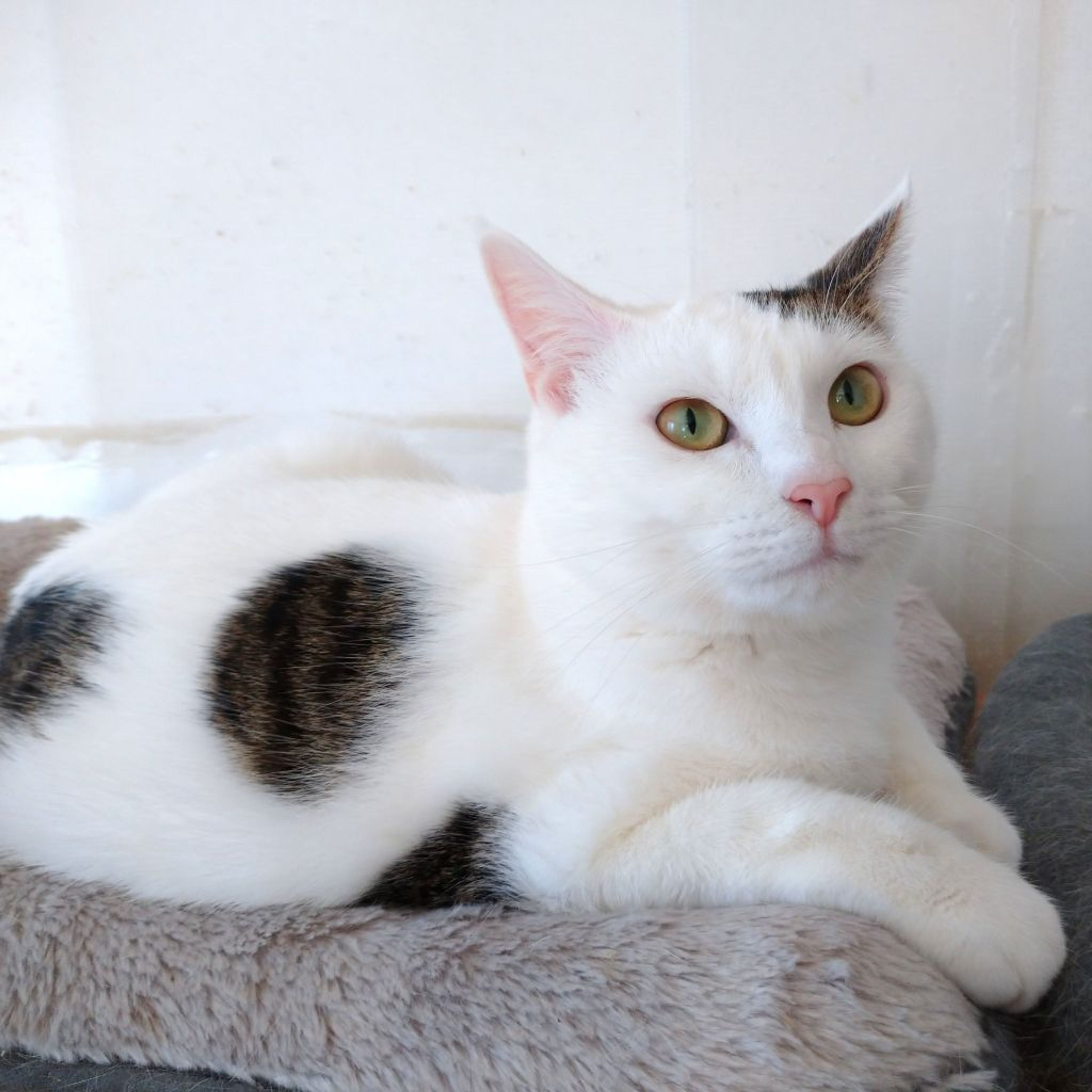 pet-image-5