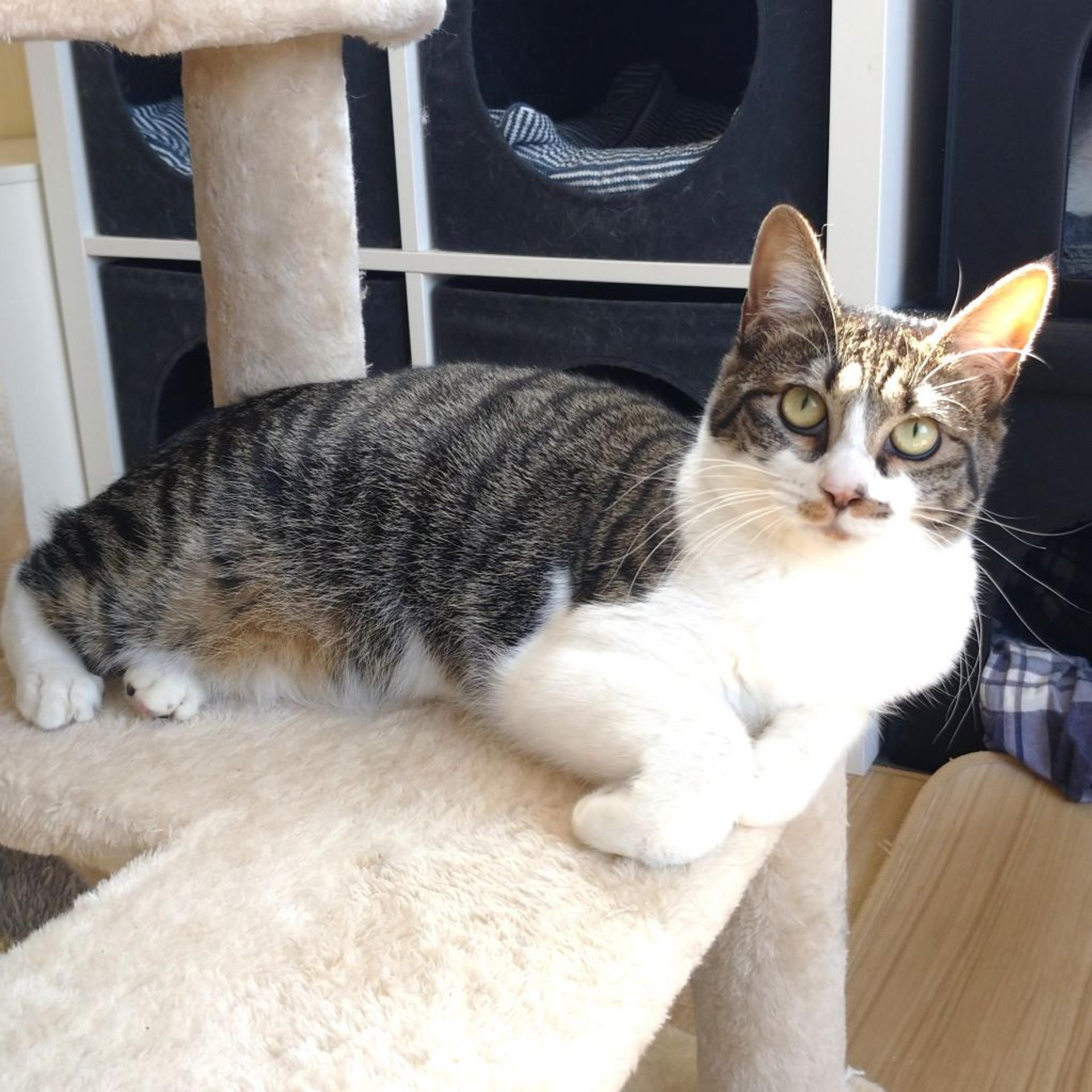 pet-image-7