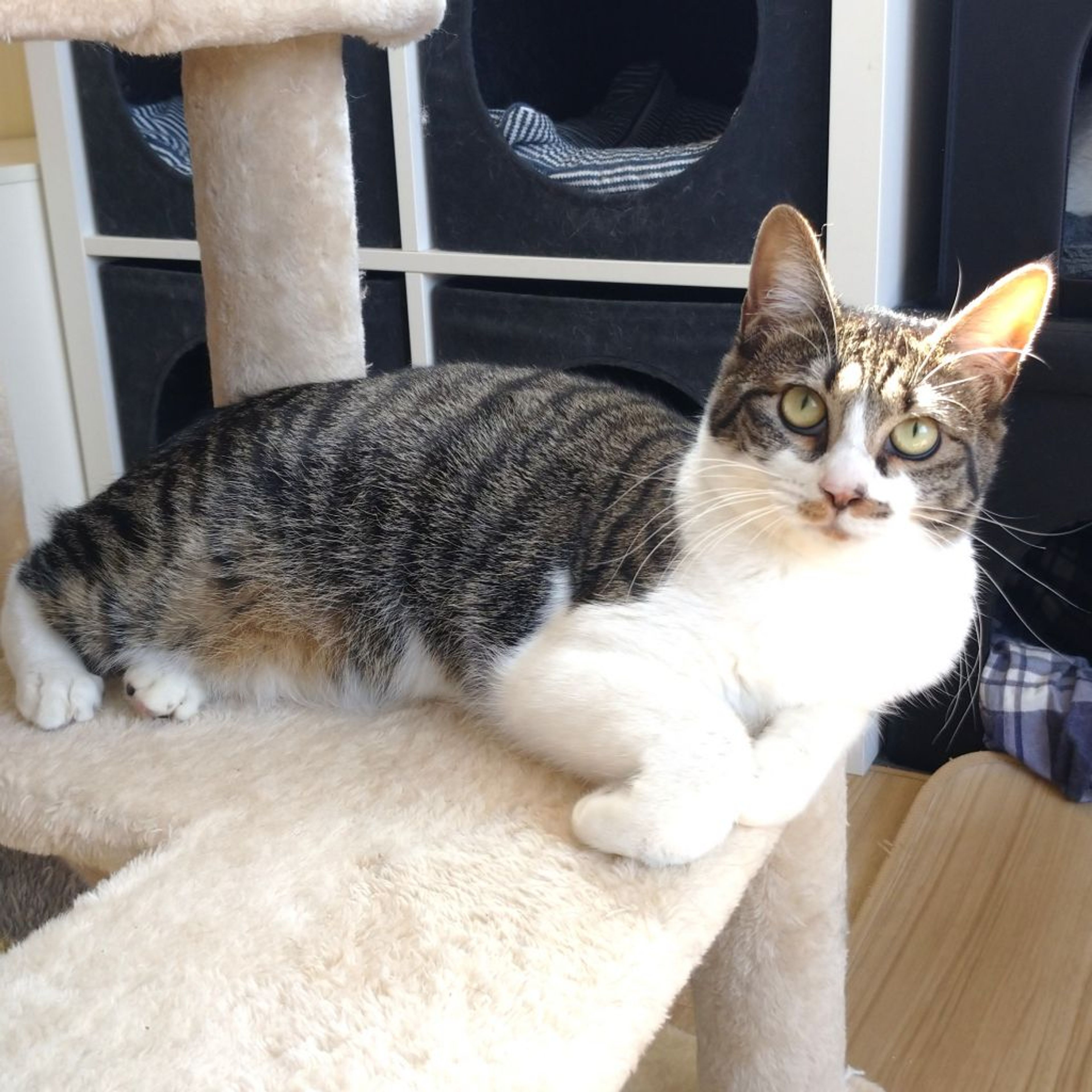 pet-image-7