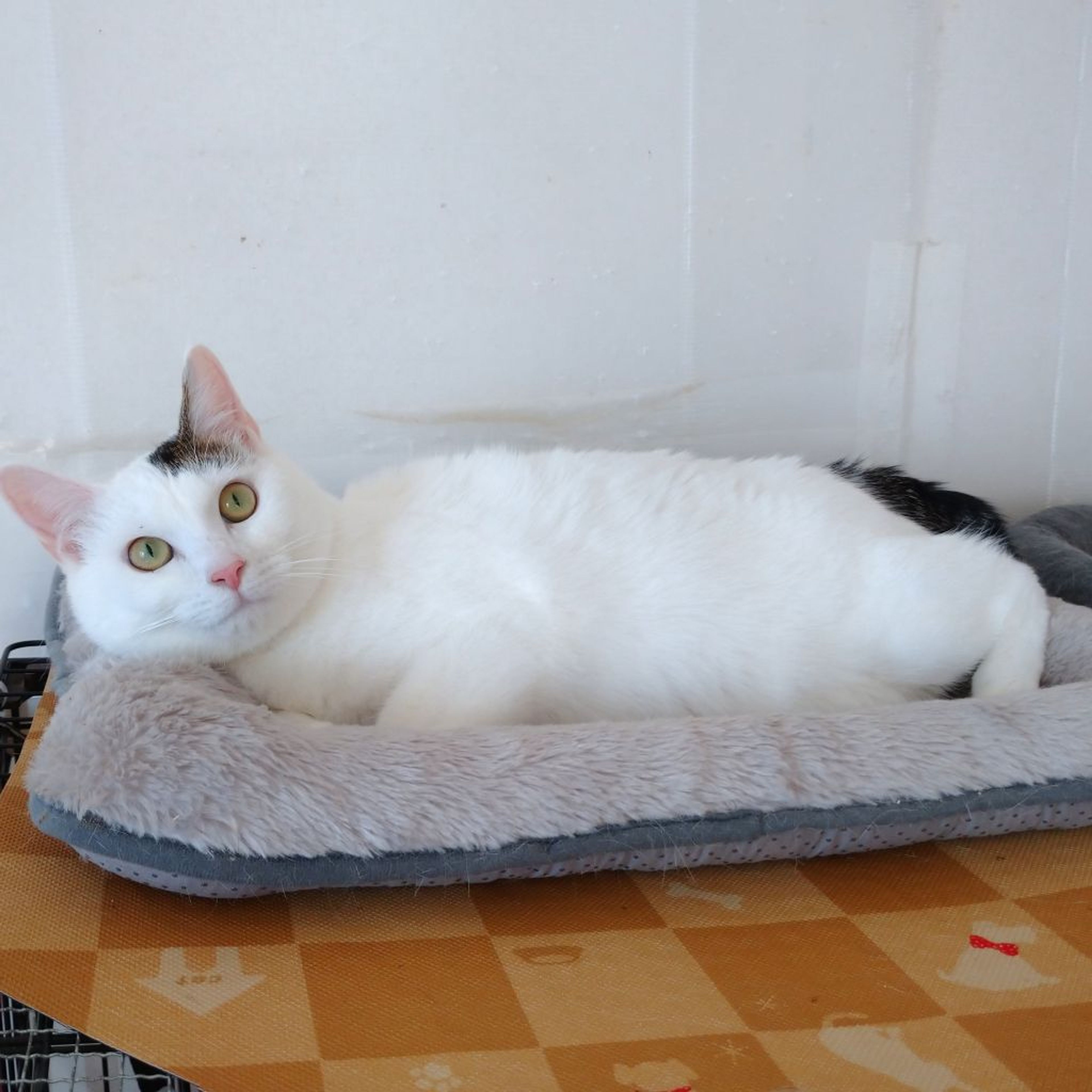 pet-image-9
