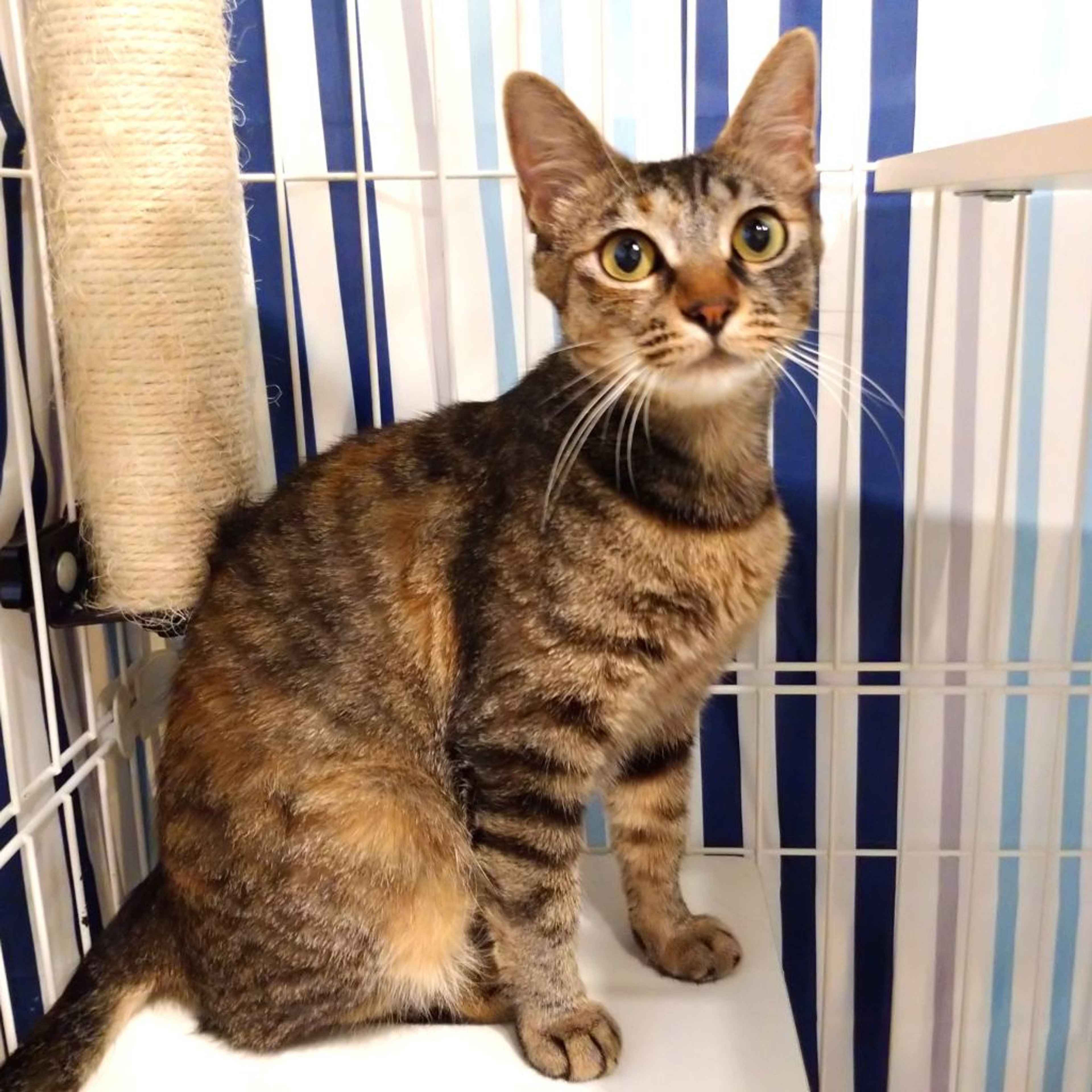 pet-image-2