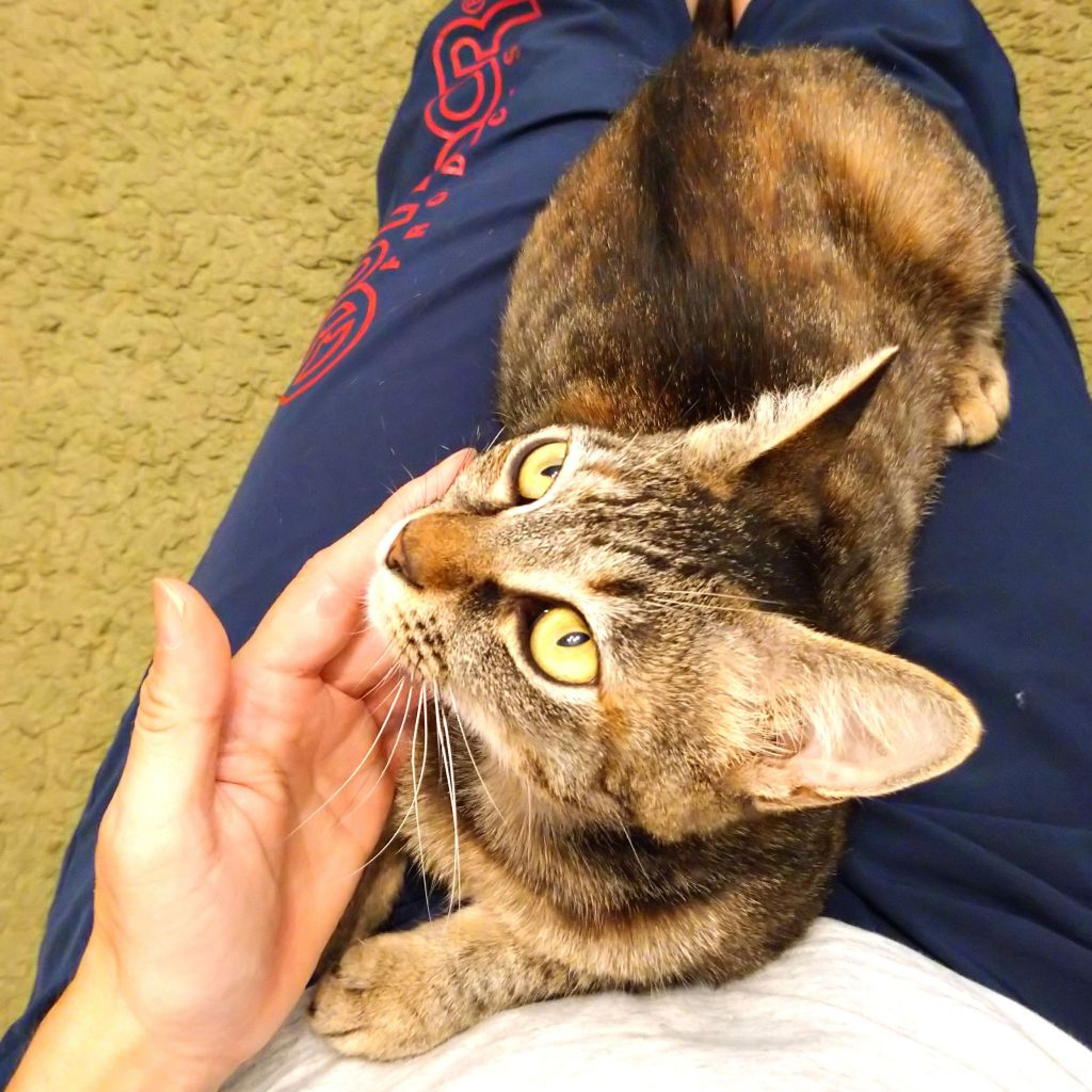 pet-image-4
