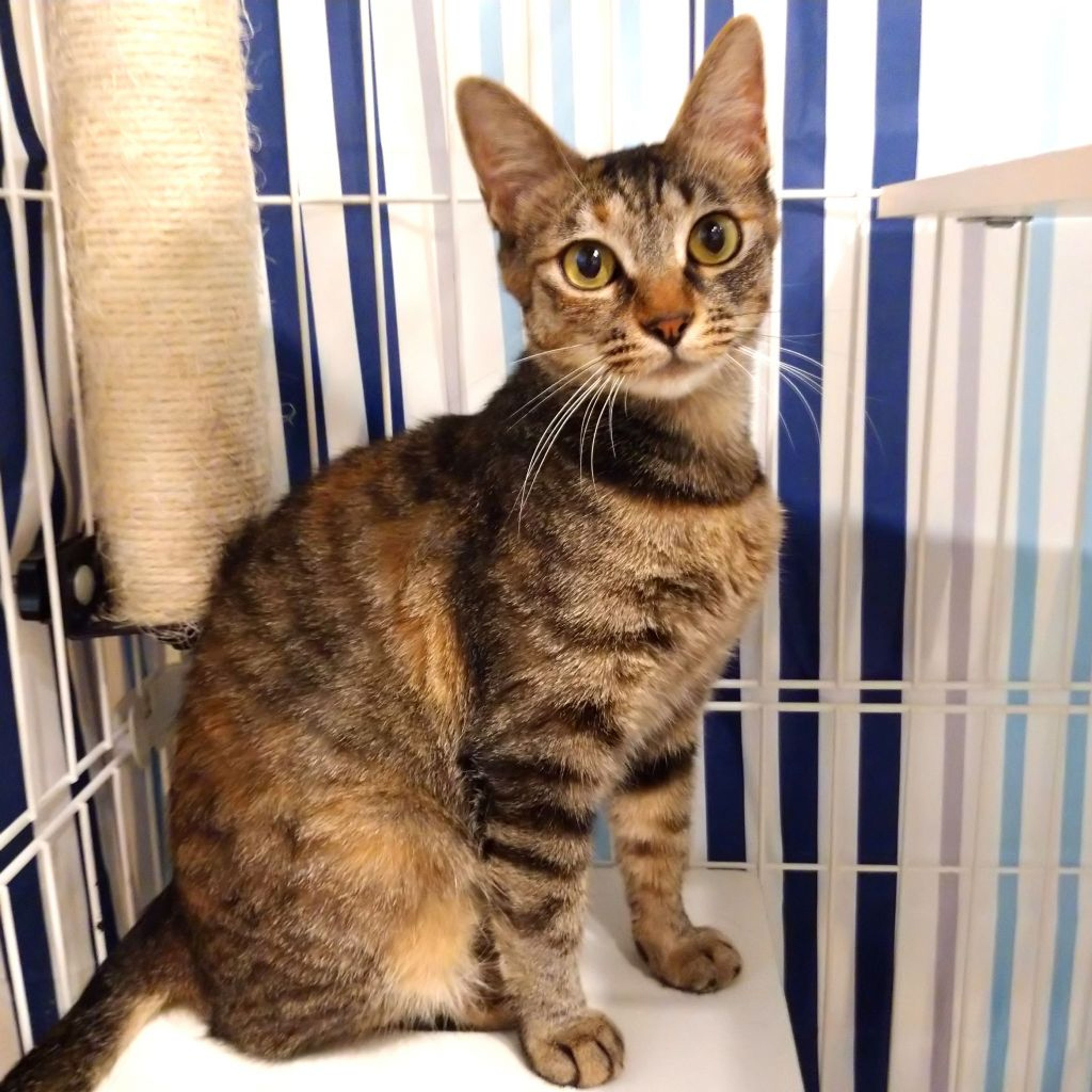 pet-image-5