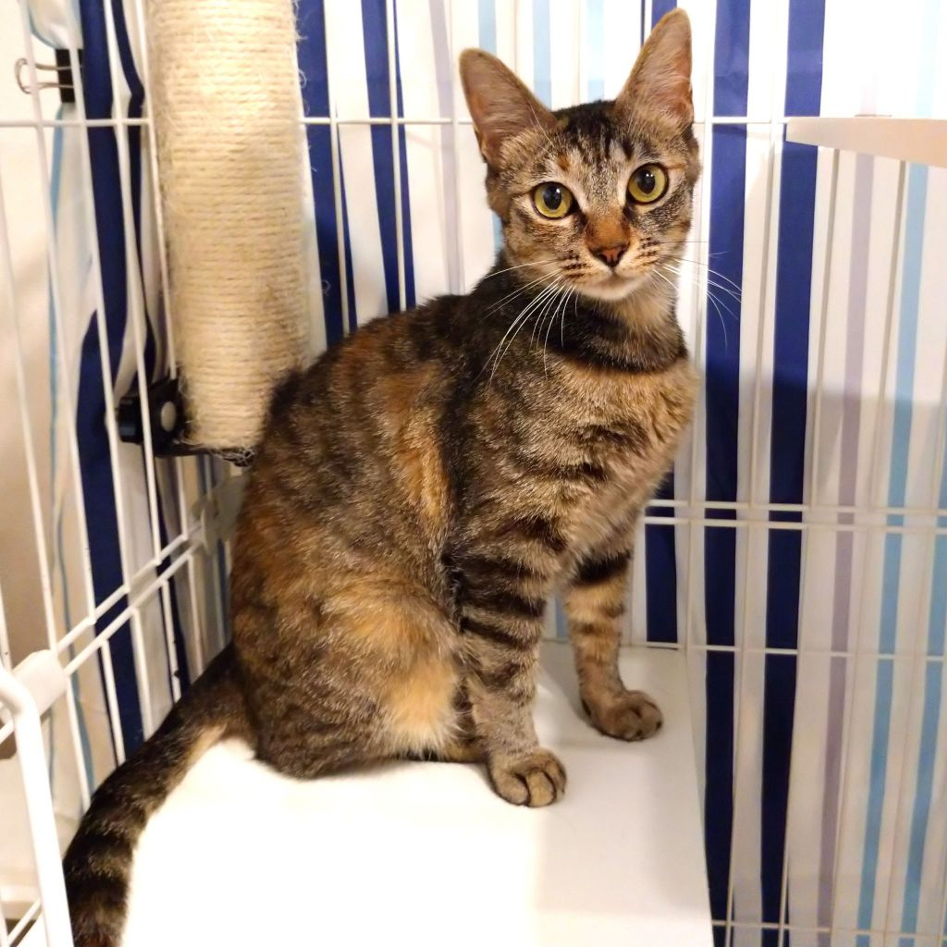 pet-image-6