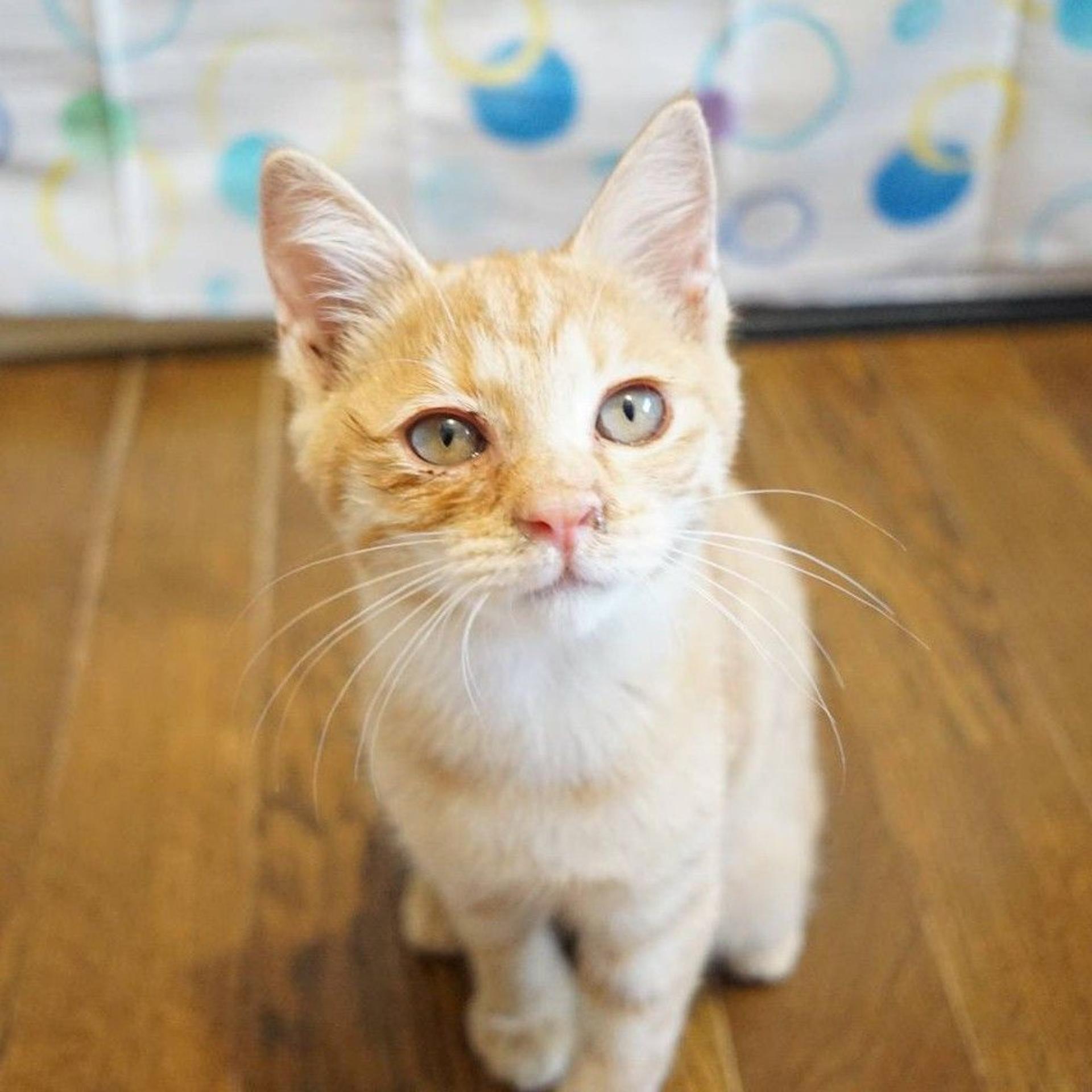 pet-image-2