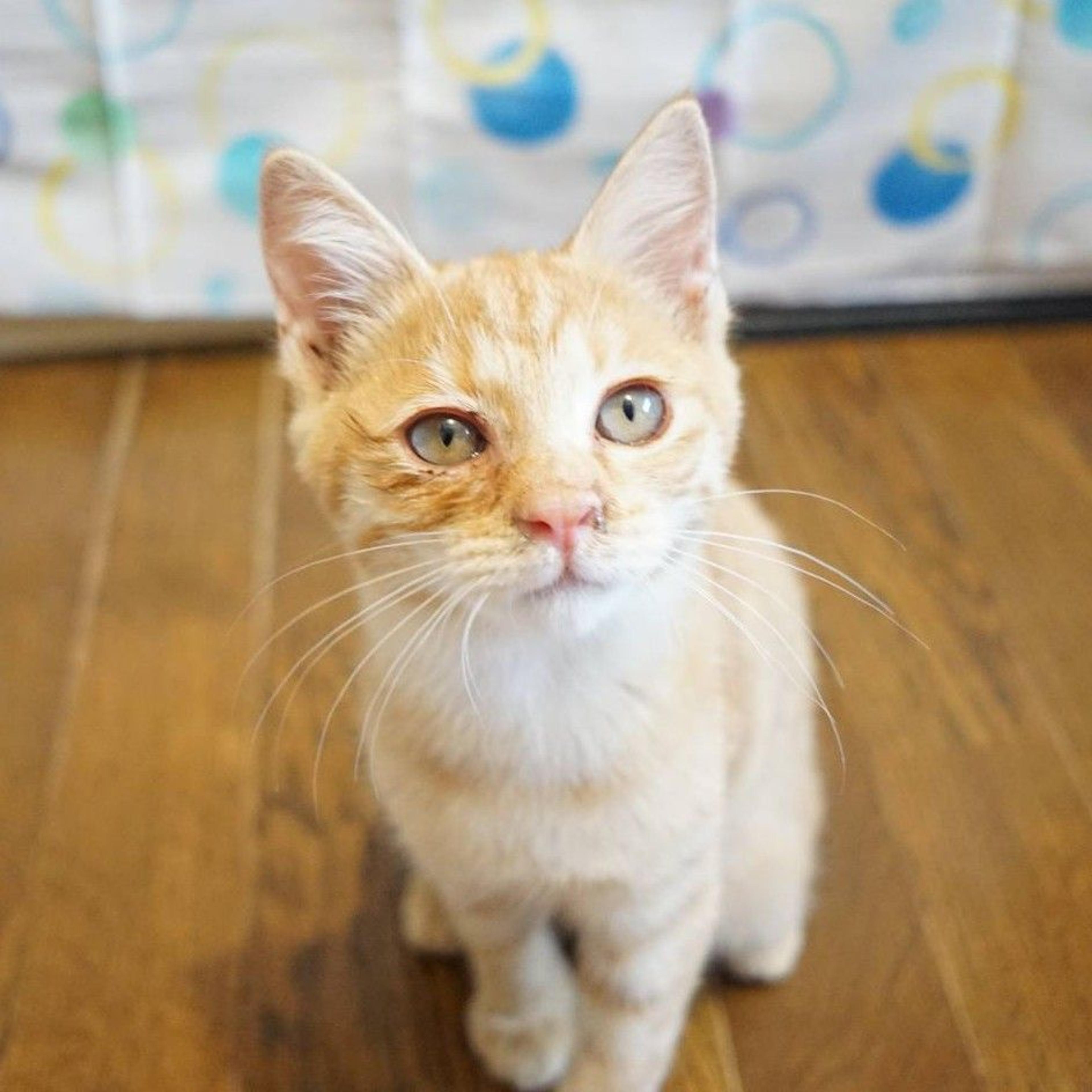 pet-image-2
