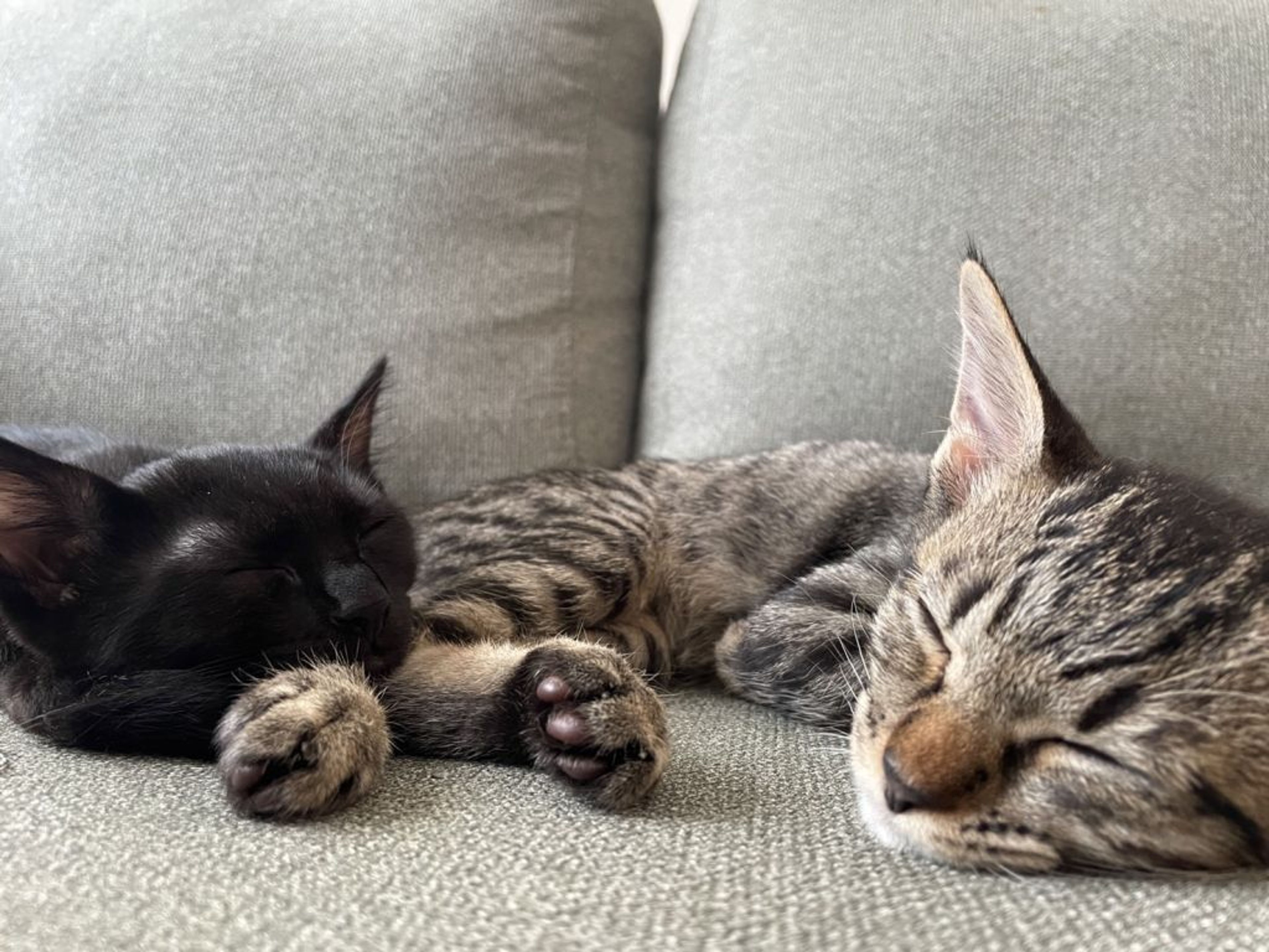 雑種（ミックス猫）・メスの里親募集の写真